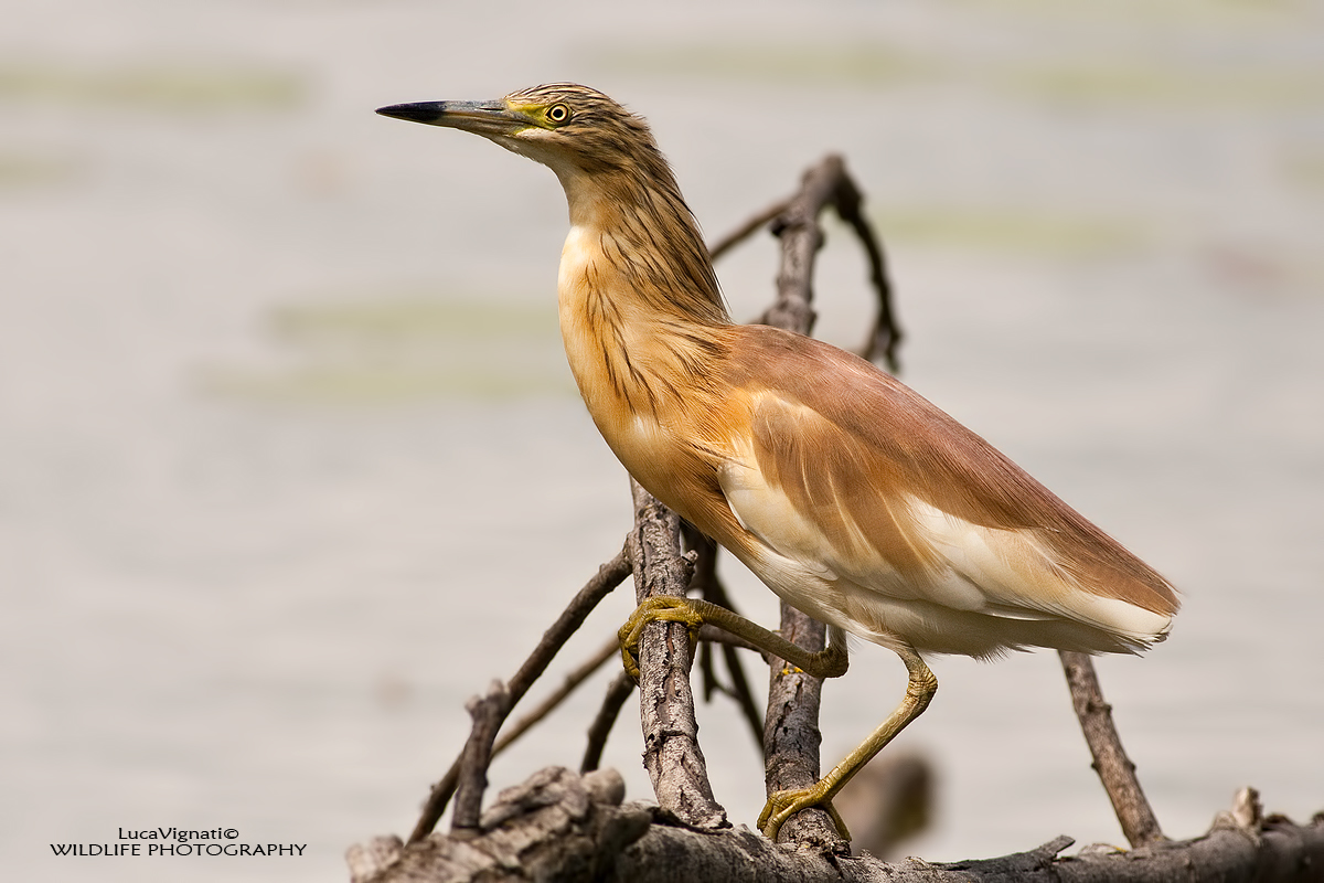 Squacco (Ardeola ralloides)
