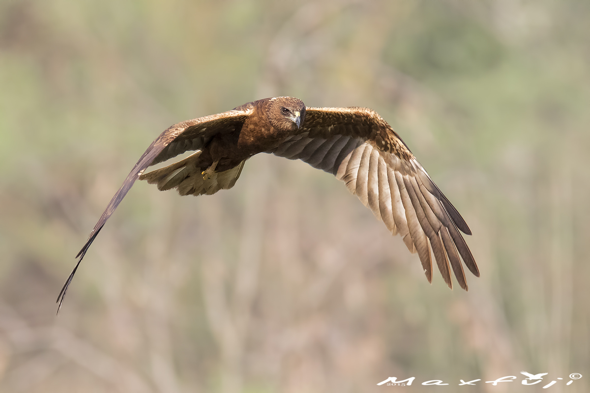 Marsh Harrier