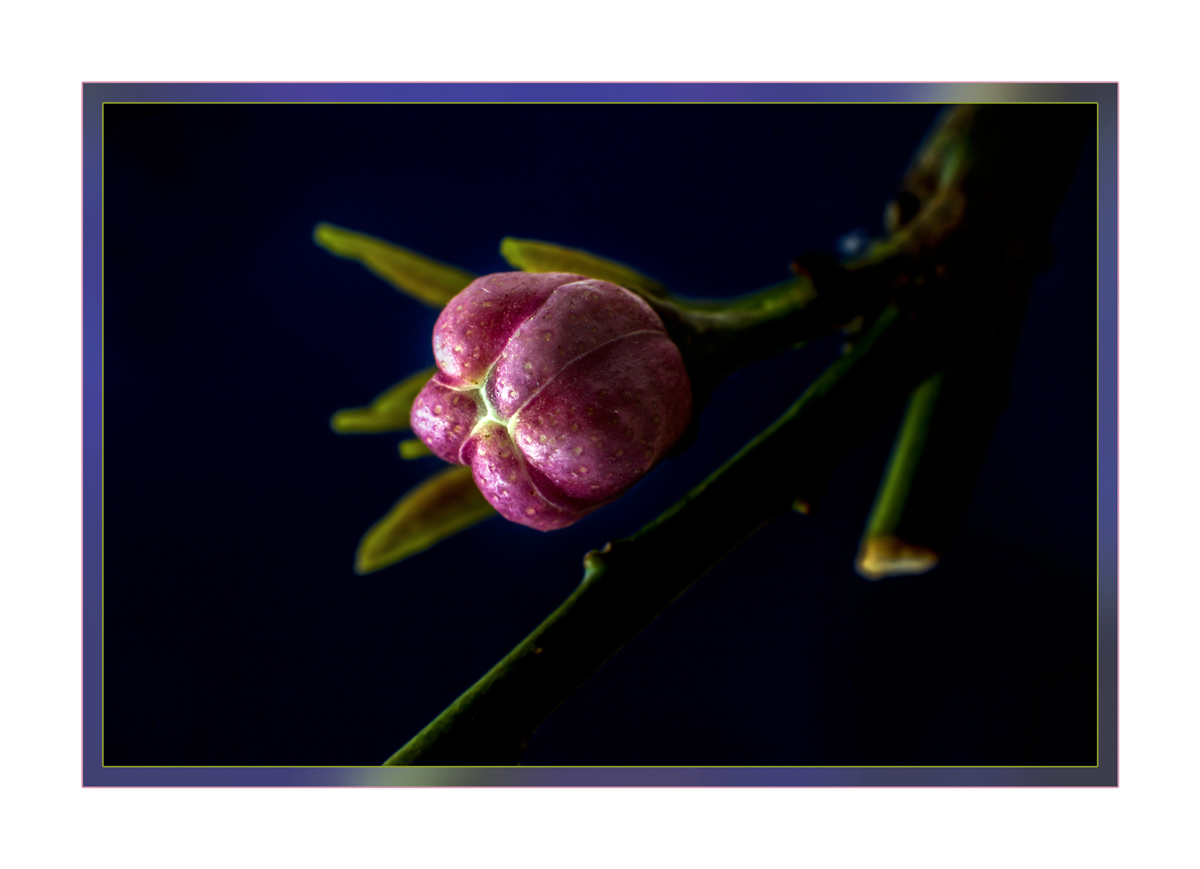 Since I will be great Cedar ......