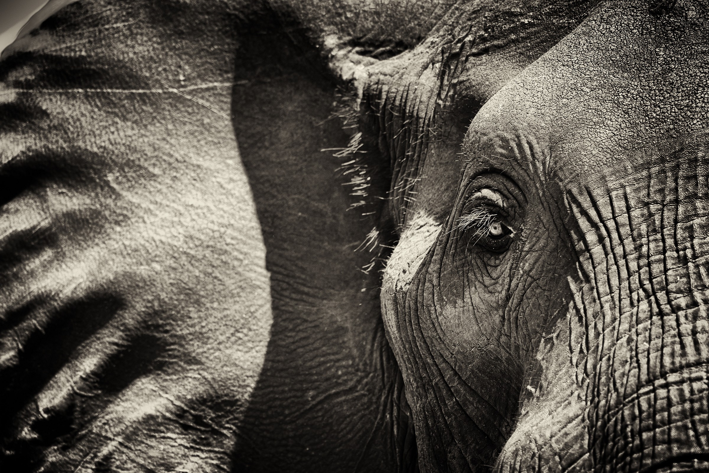 The eye of the great sage