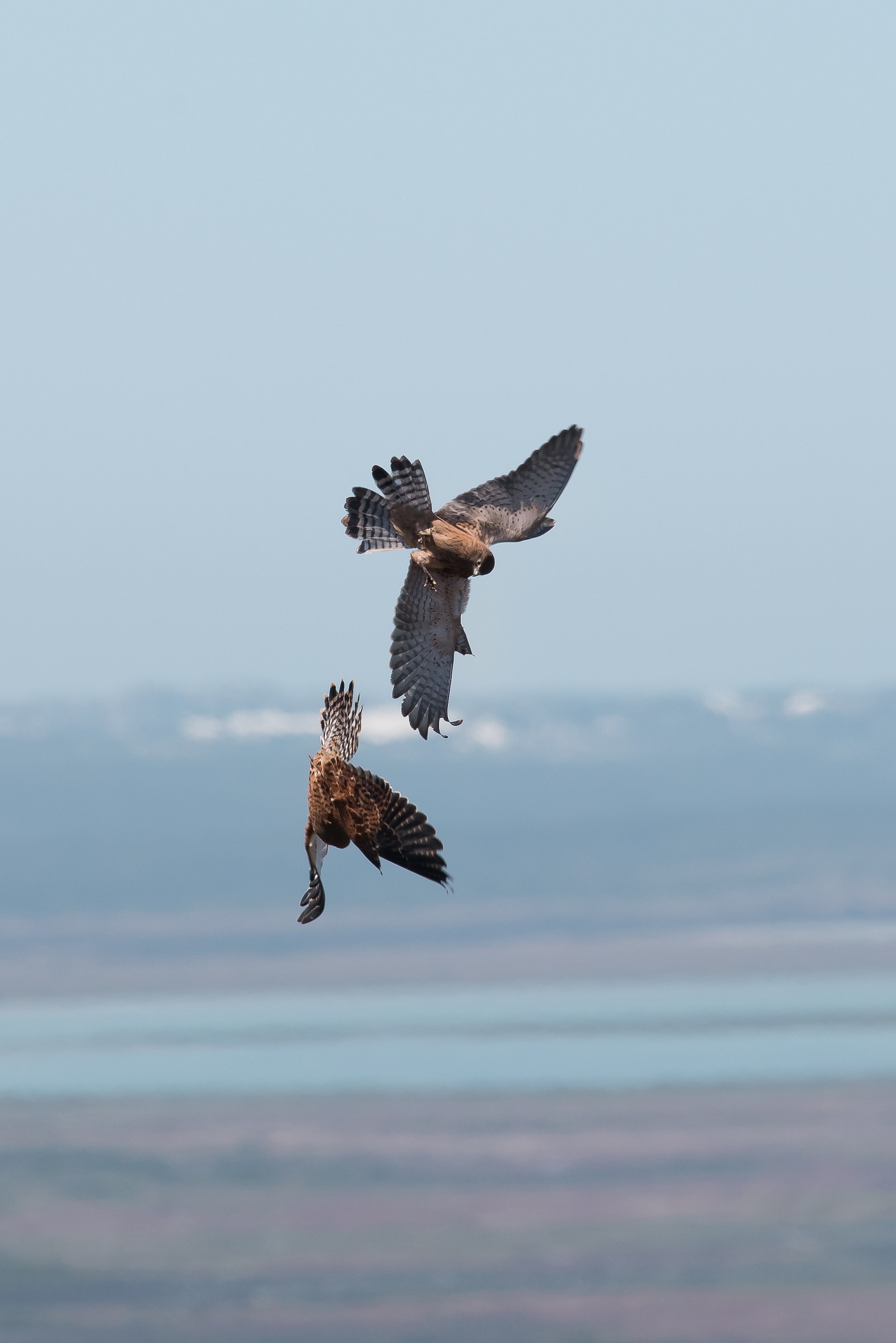 Fighting Rock Kestrels