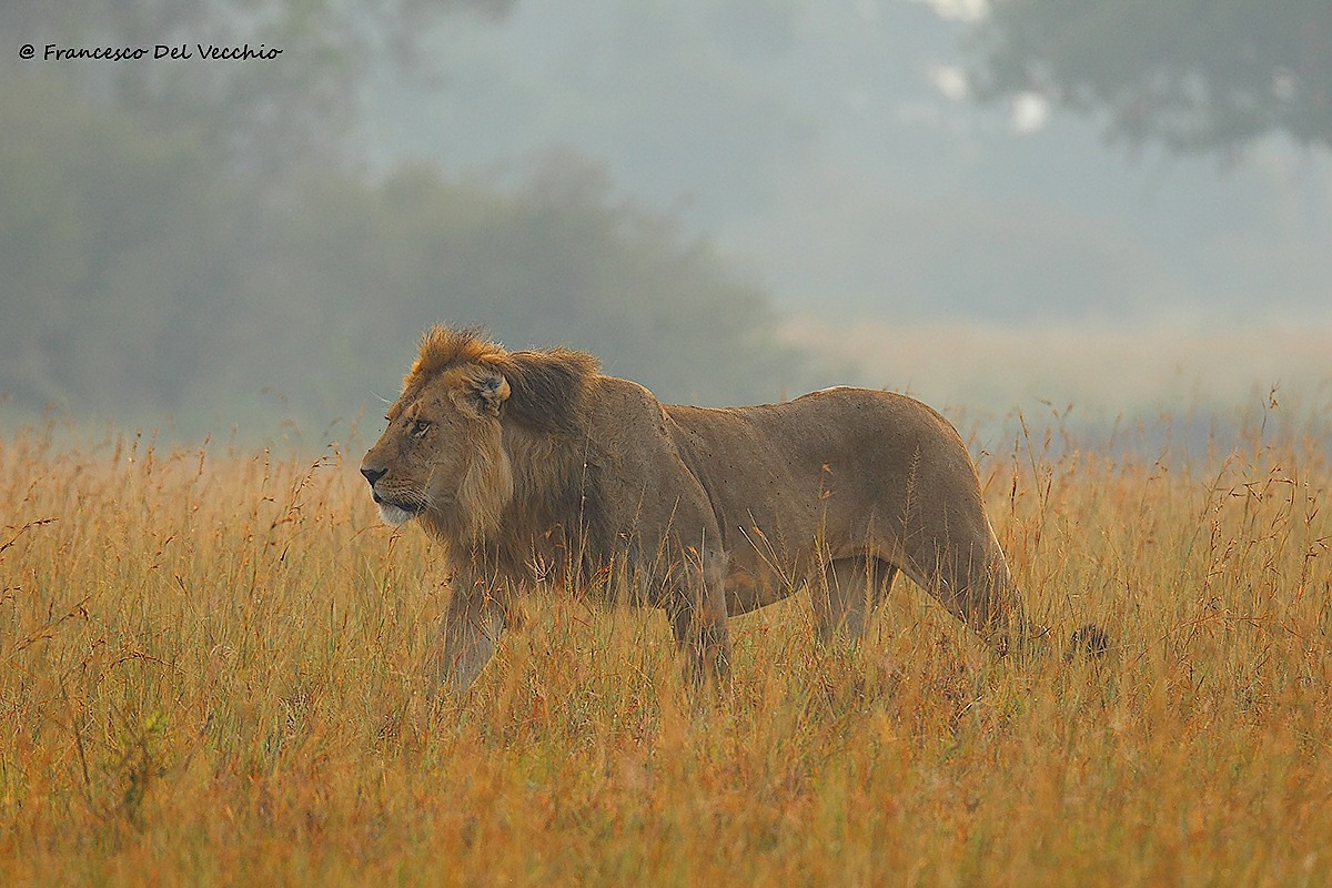 Earless pronto a confrontarsi con Yellow