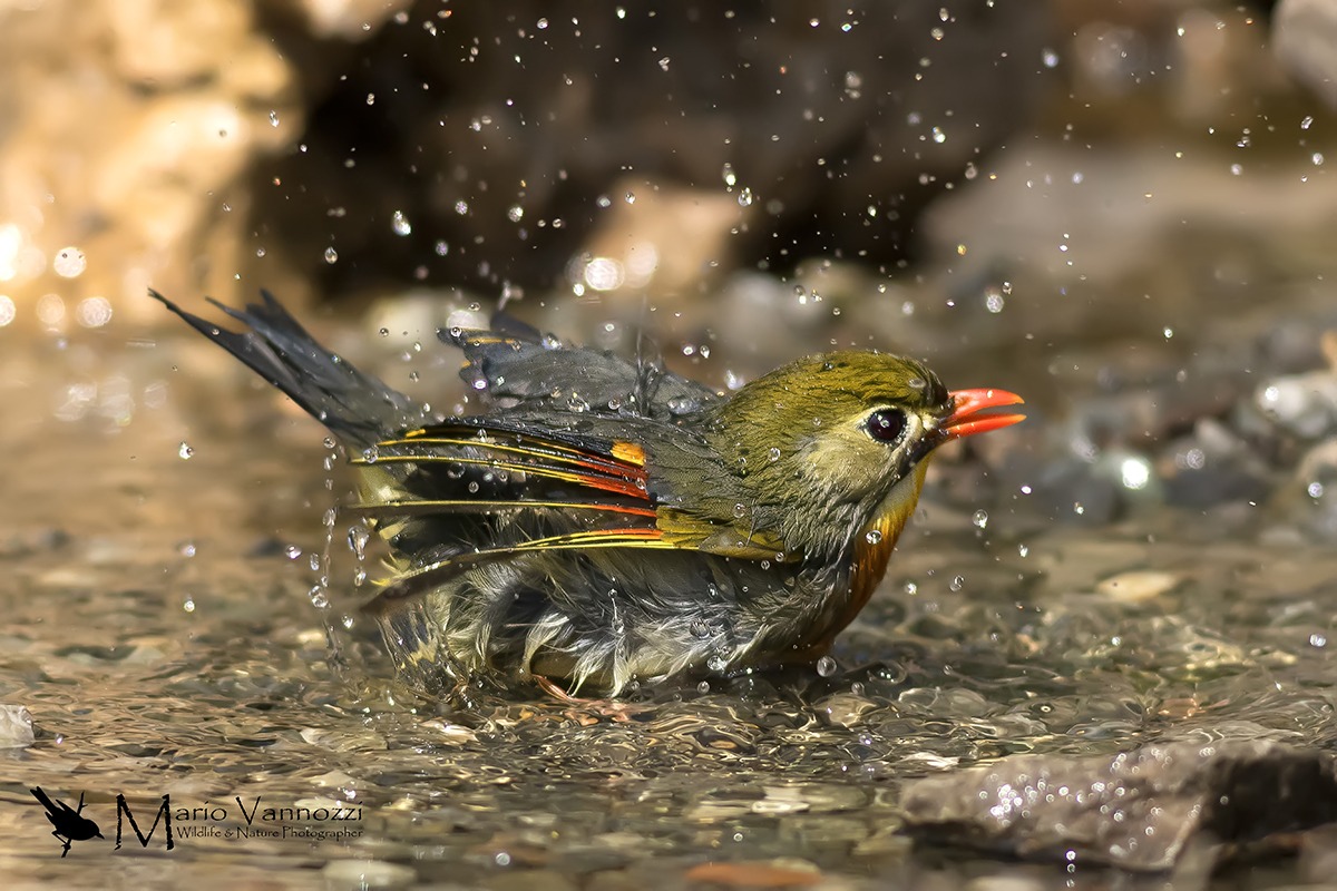 Nightingale of Japan