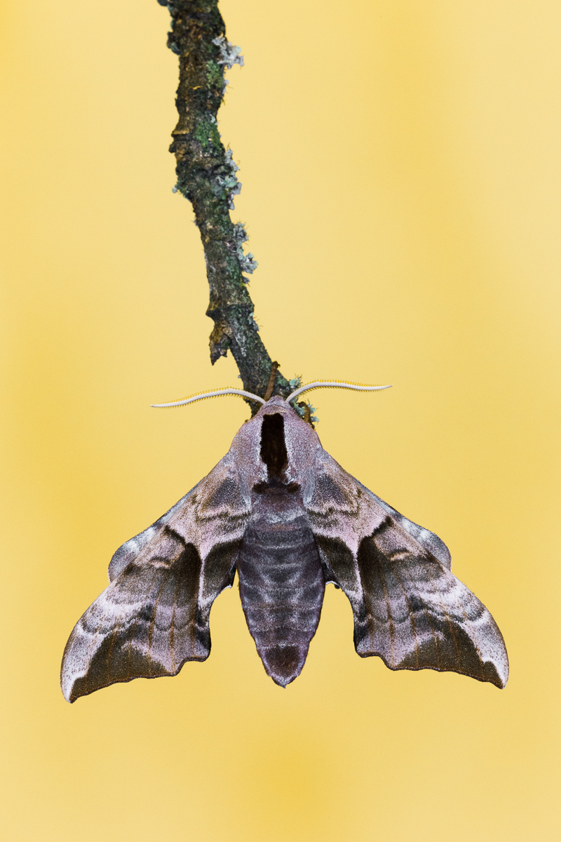 Sphinx ocellata (Imago)