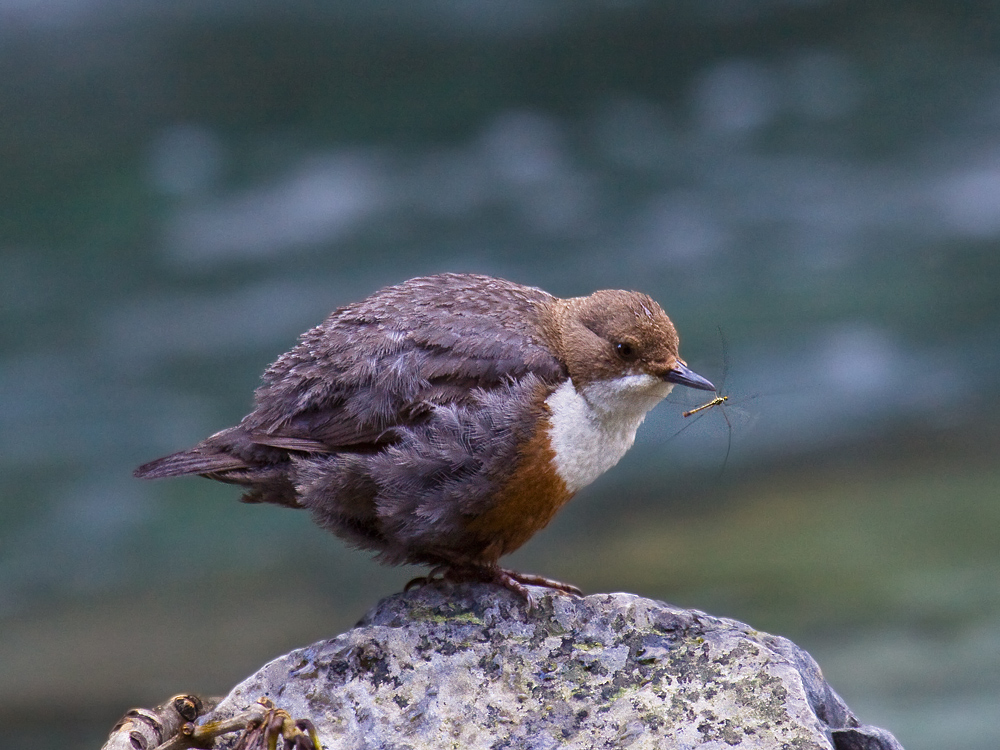 Merlo Acquaiolo con la preda