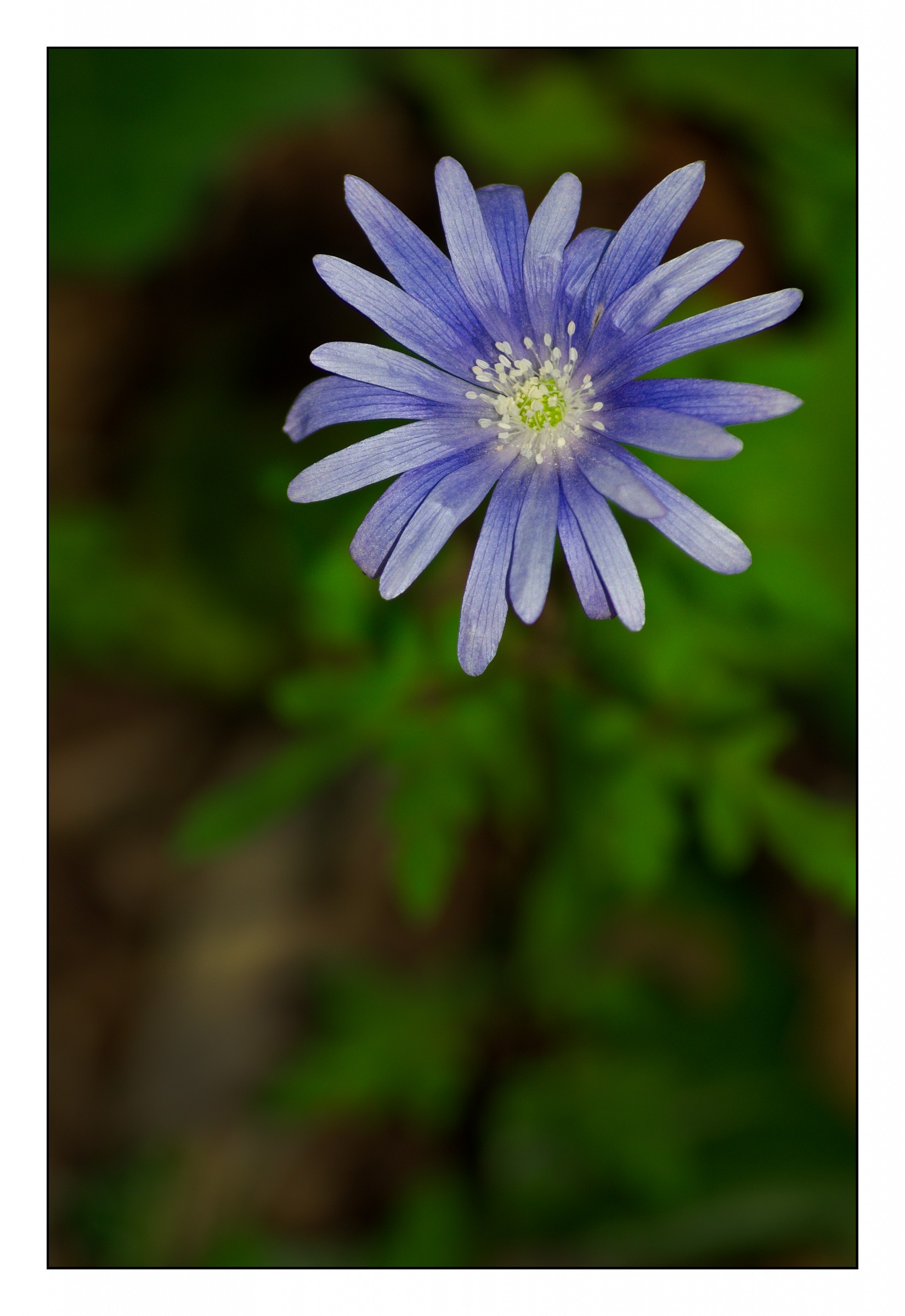 Anemone apennina L.