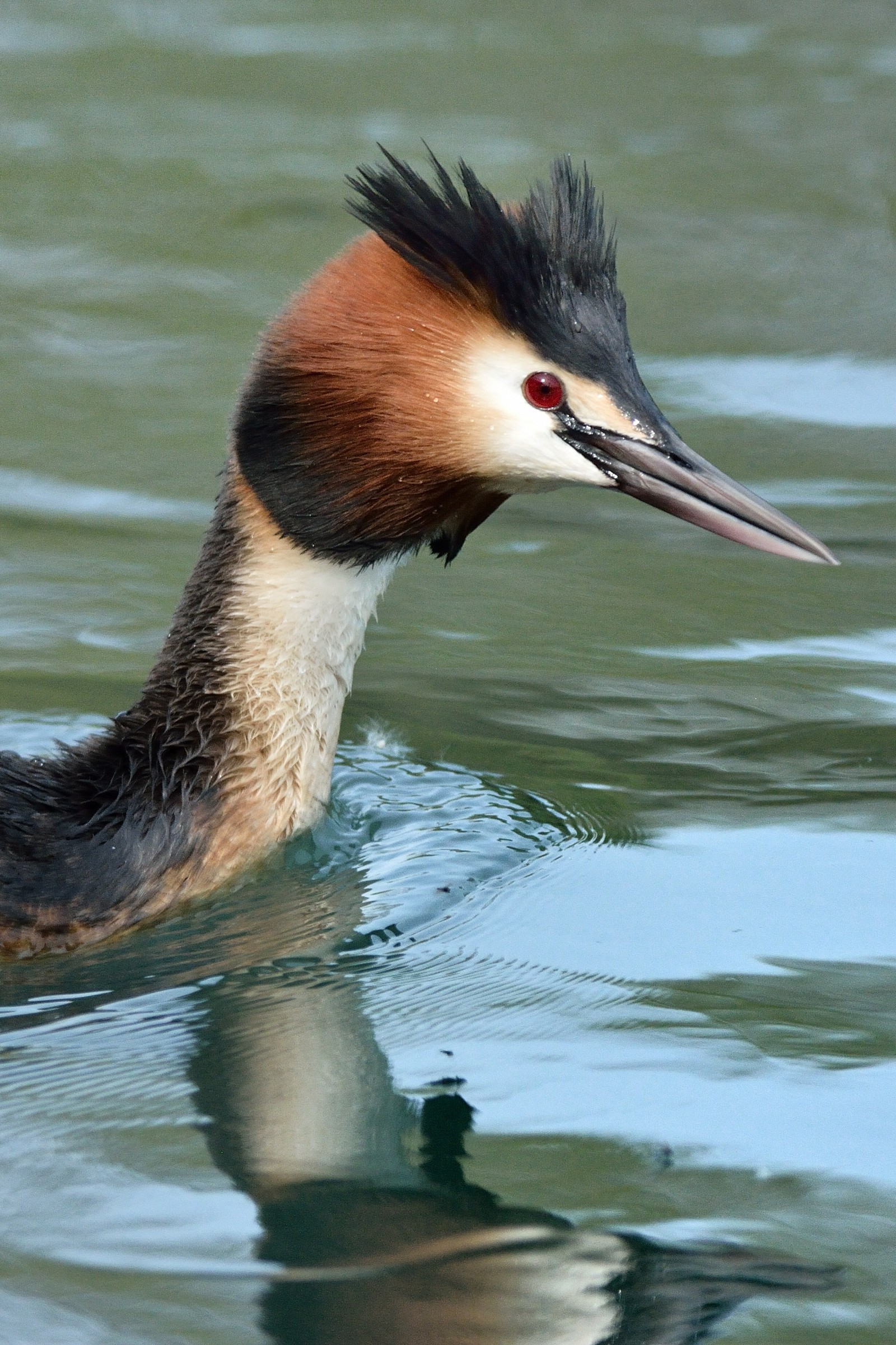 Ritratto di svasso maggiore