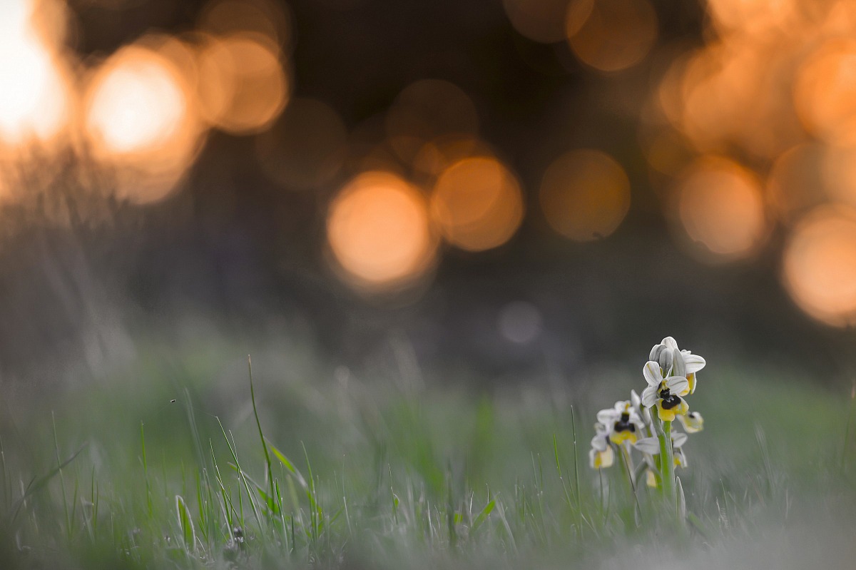 Ophrys tenthredinifera at sunset