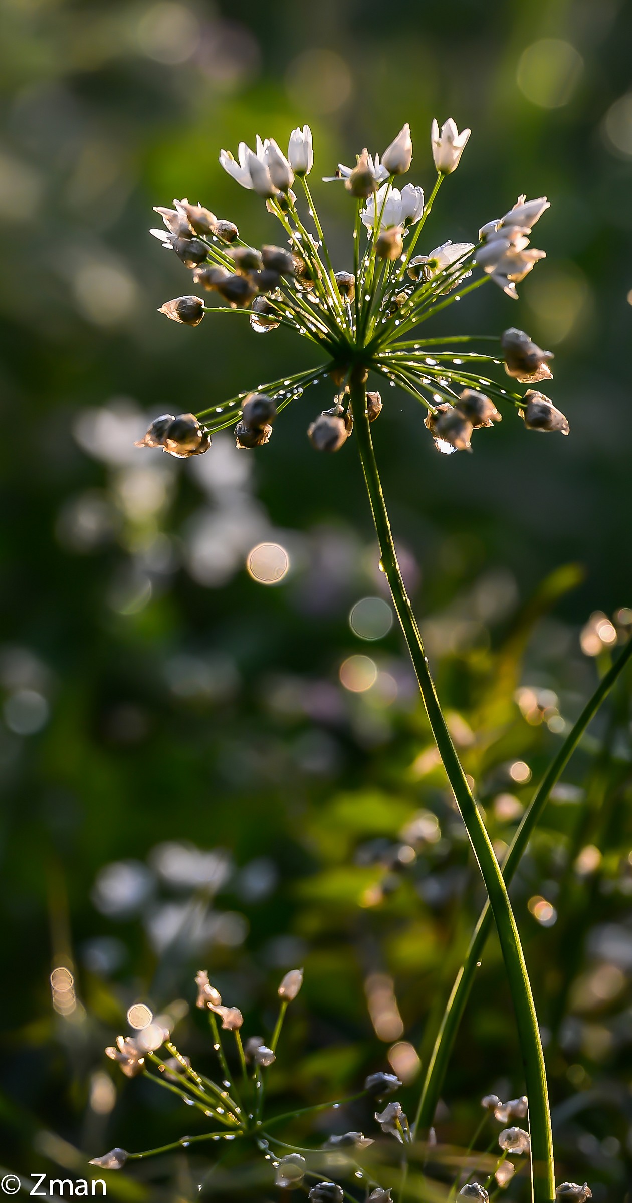 Wild flower in The Rain