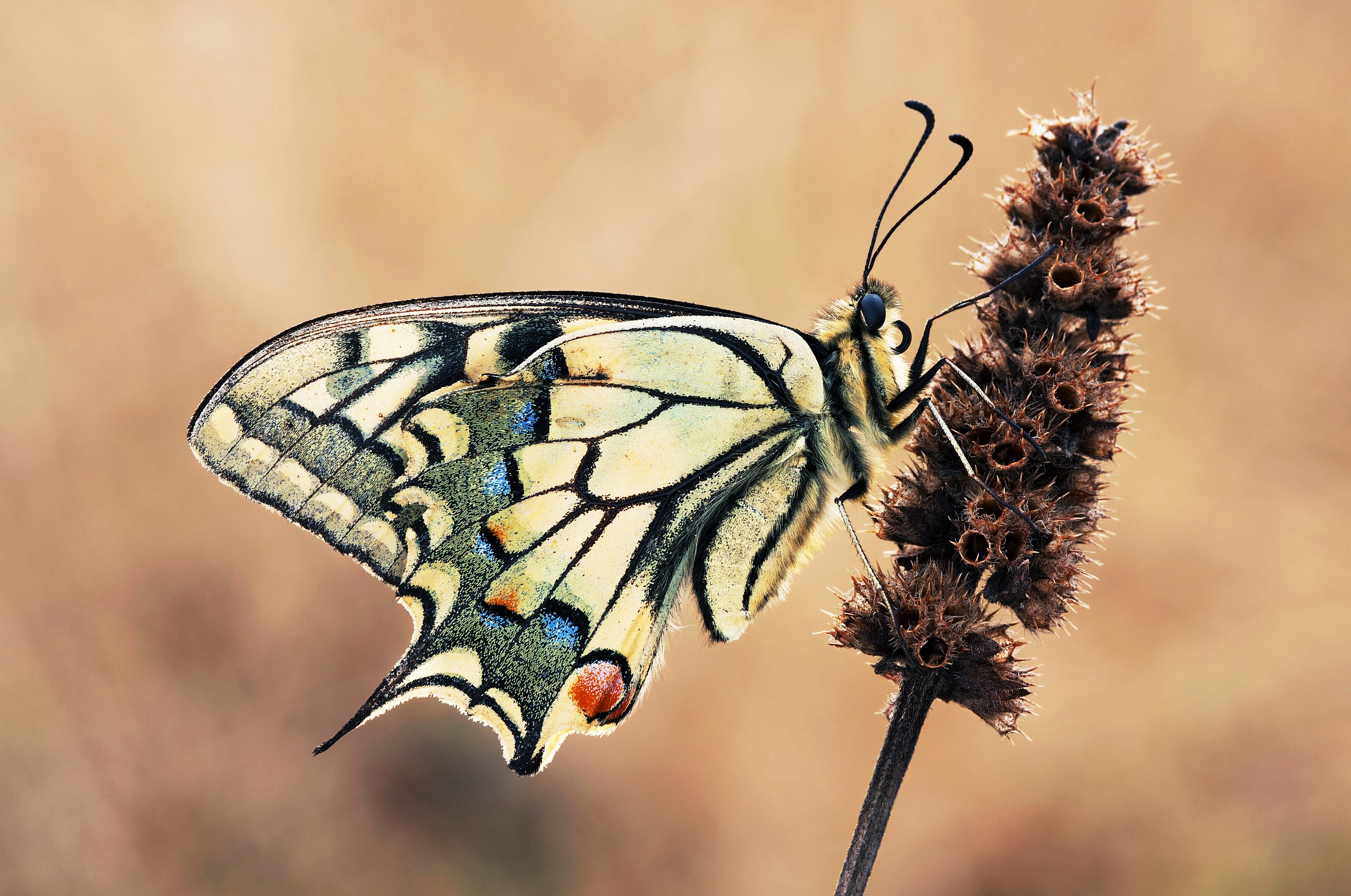 Papilio machaon