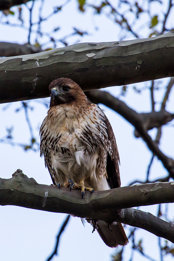 Red Tail Hawk