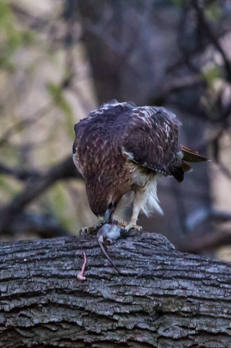 Red Tail Hawk
