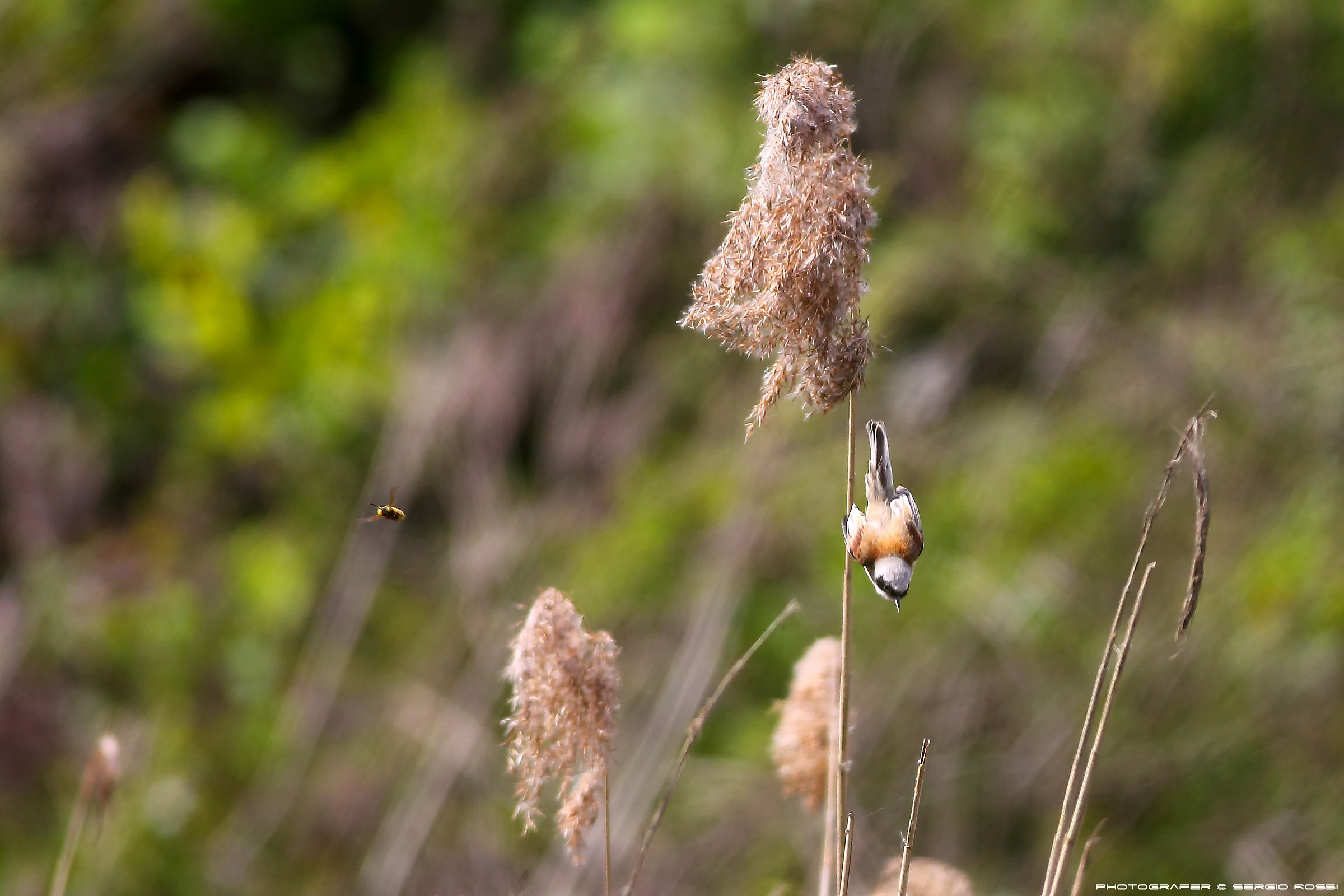 strani modi di volare