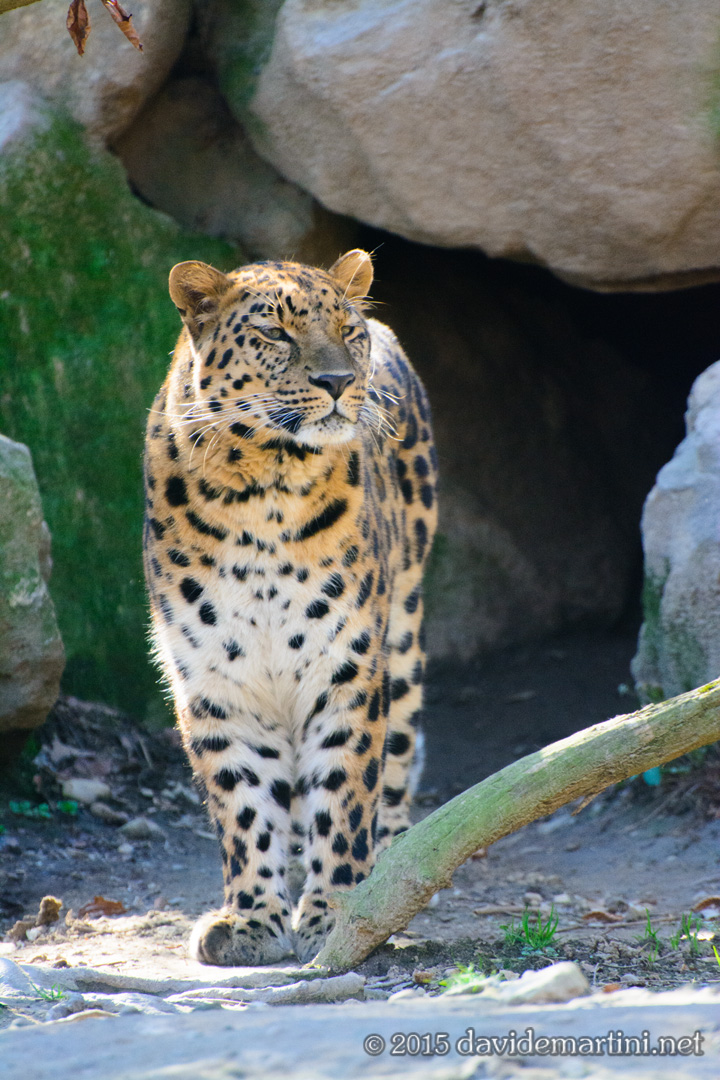 Leopardo dell'Amur