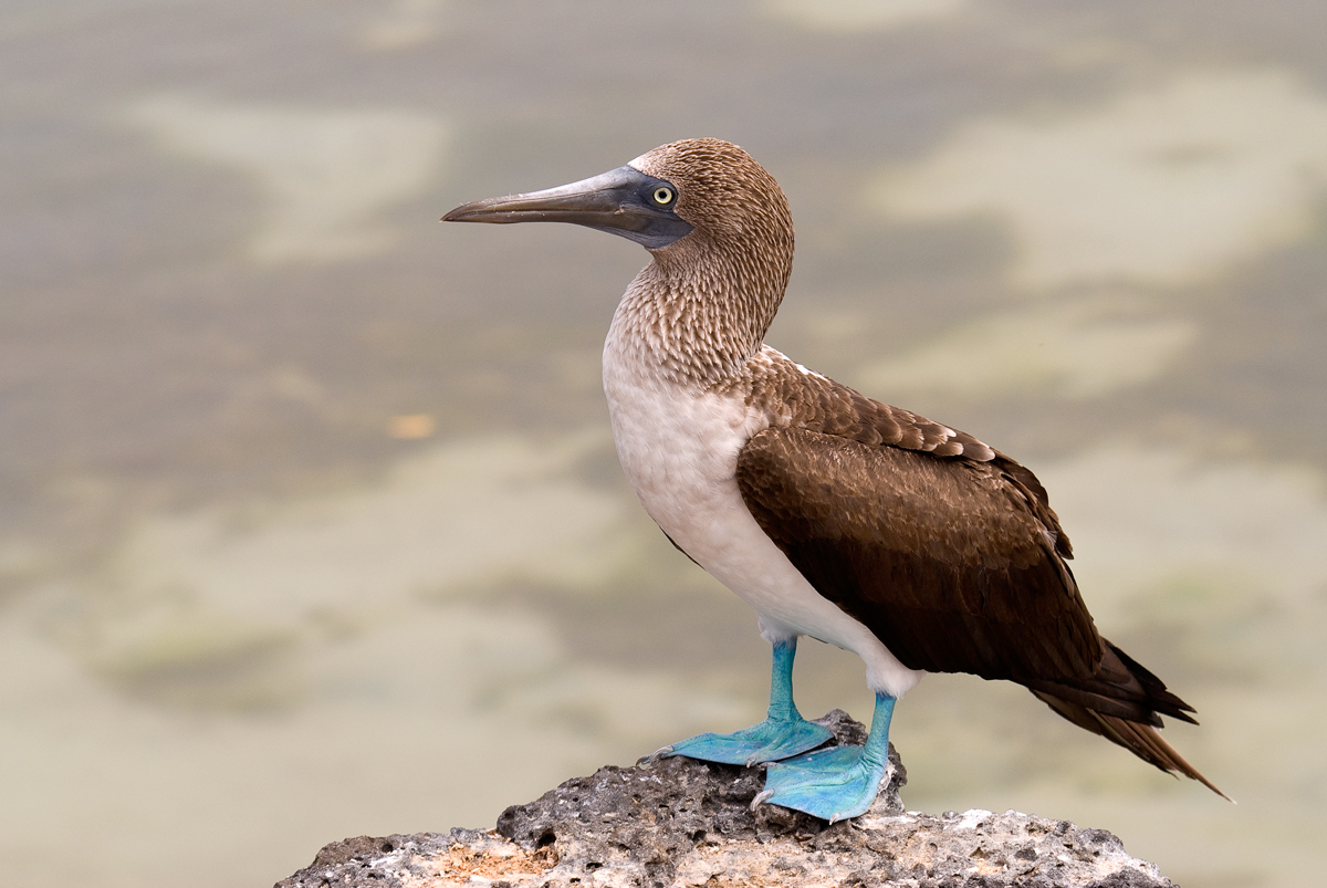 Blue-footed Booby (Sula nebouxii)