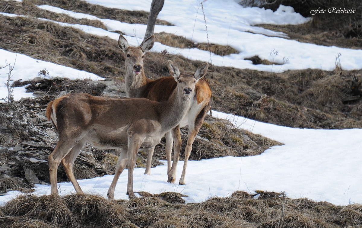 Femmine di cervo....