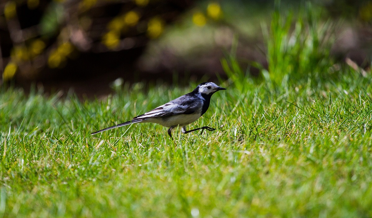 White Wagtail