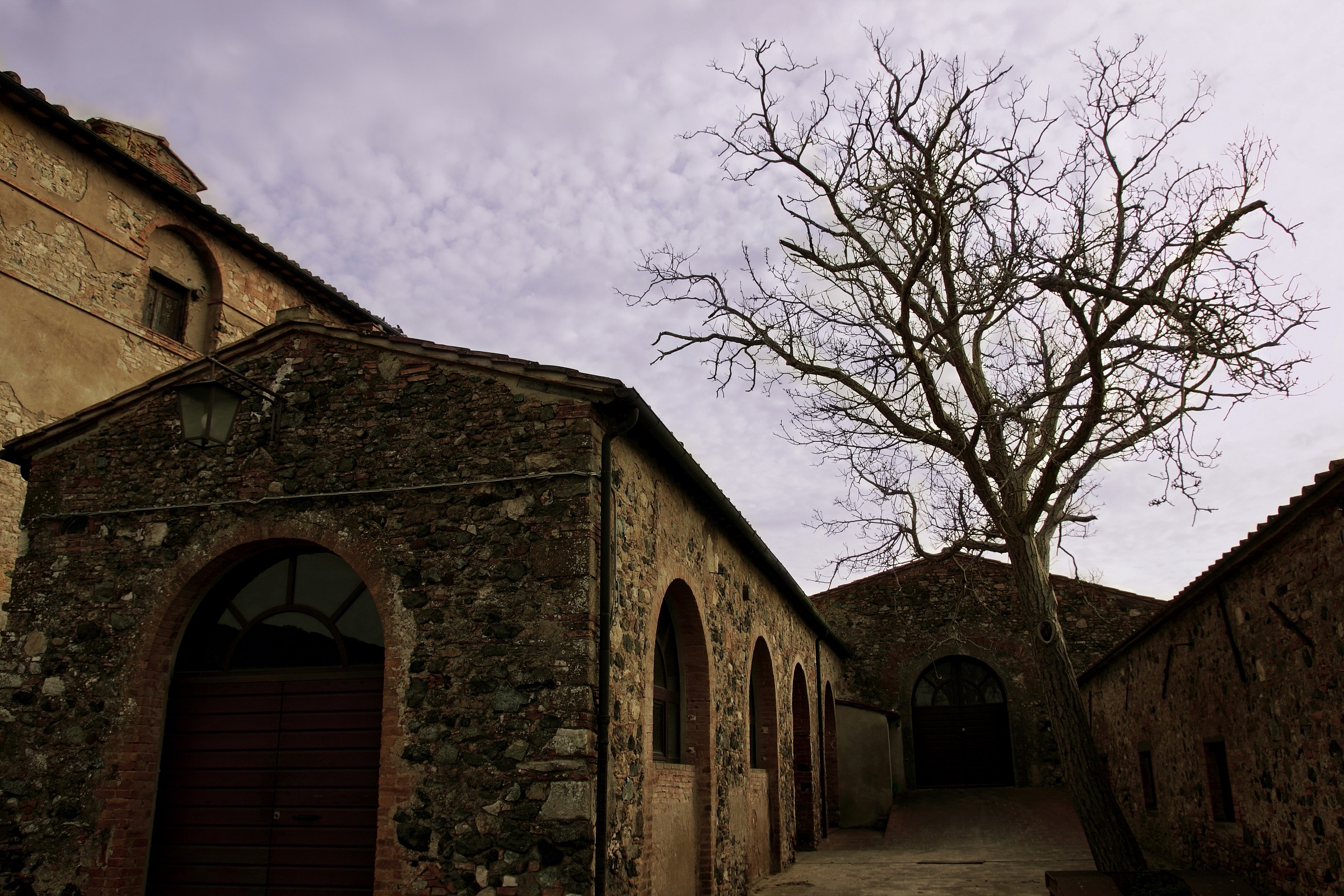 The tree in the courtyard