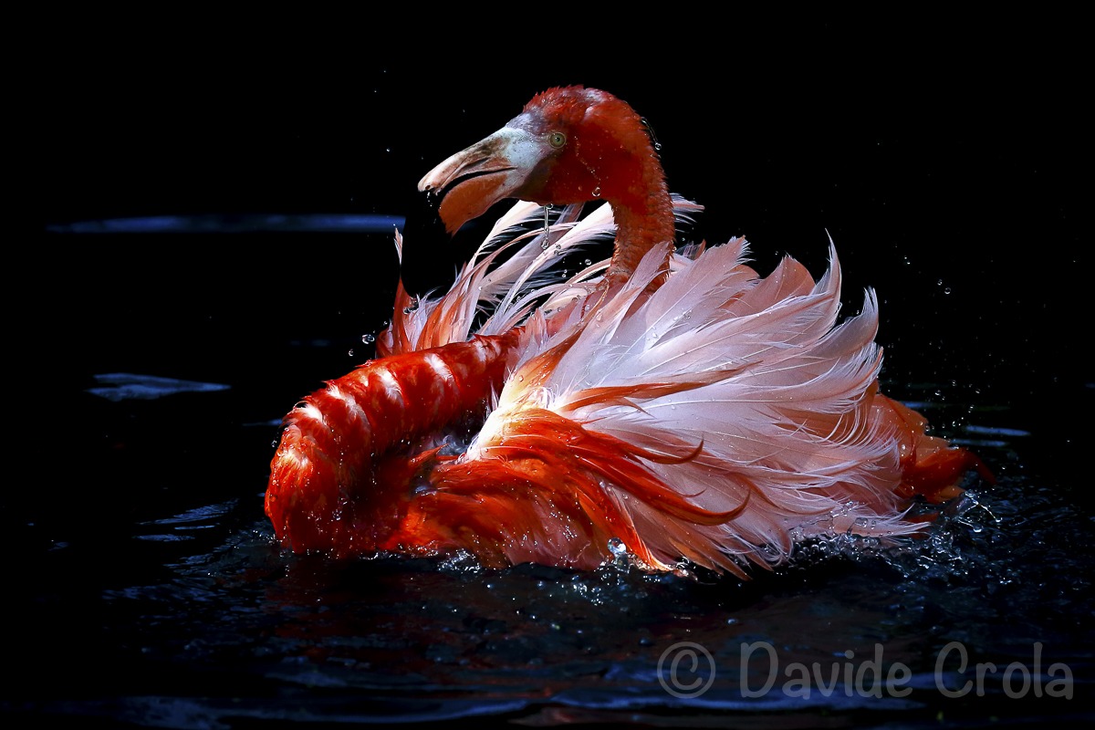 Flamingo