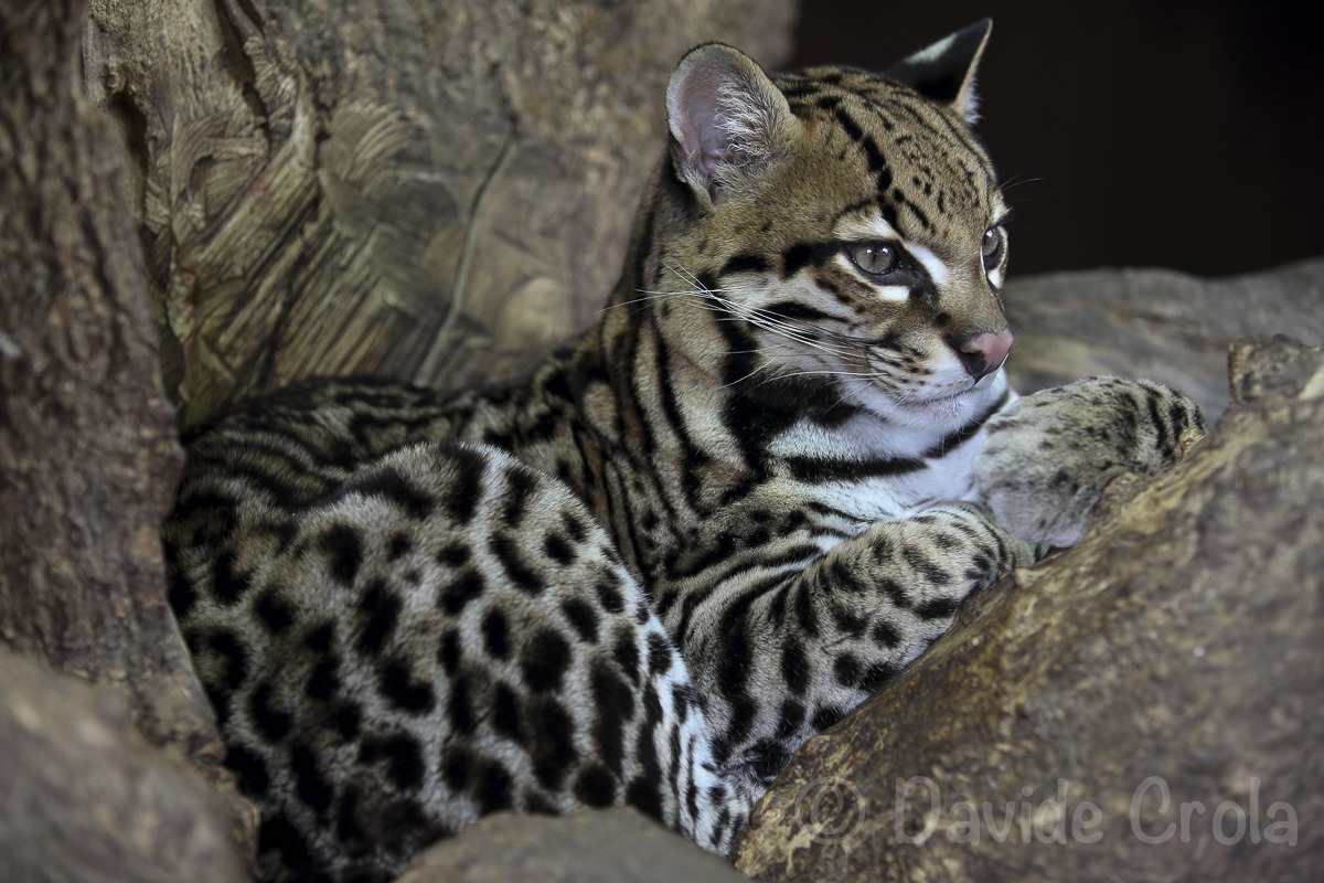 Ocelot