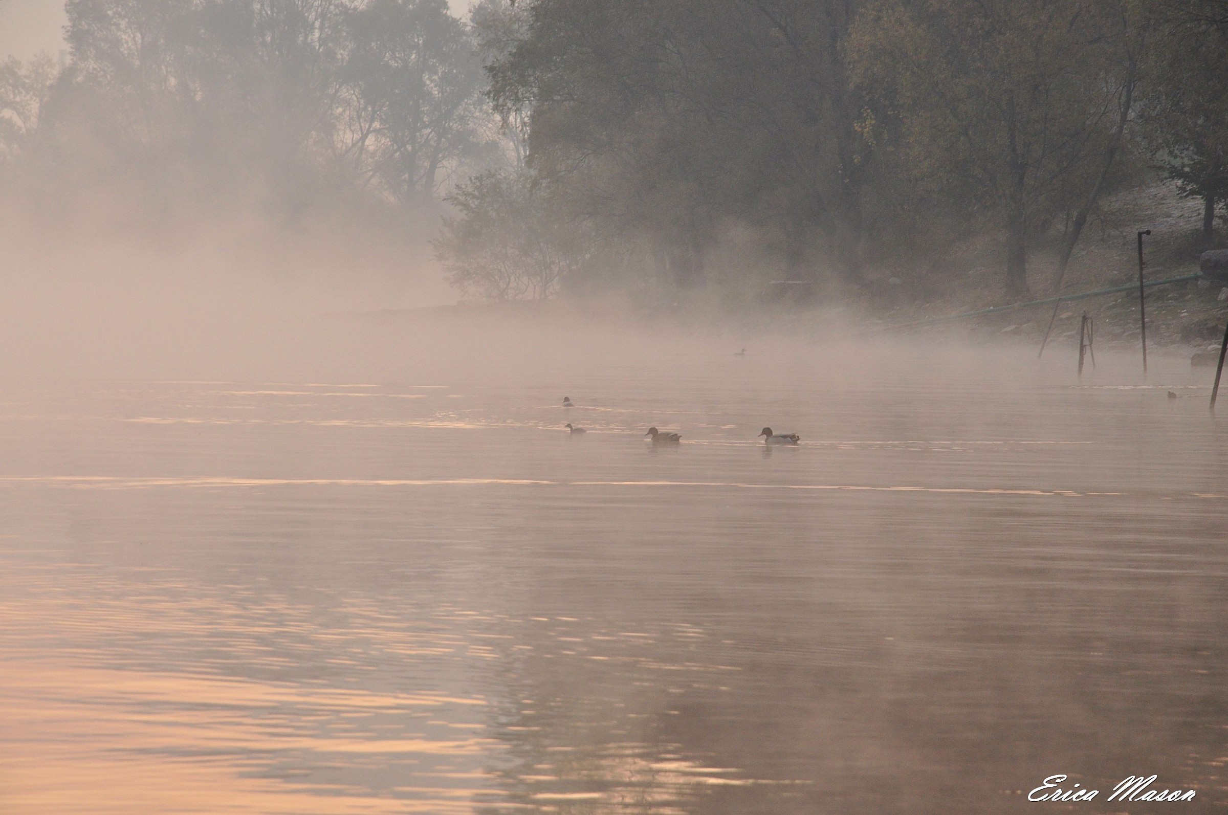 Germans in the fog ..