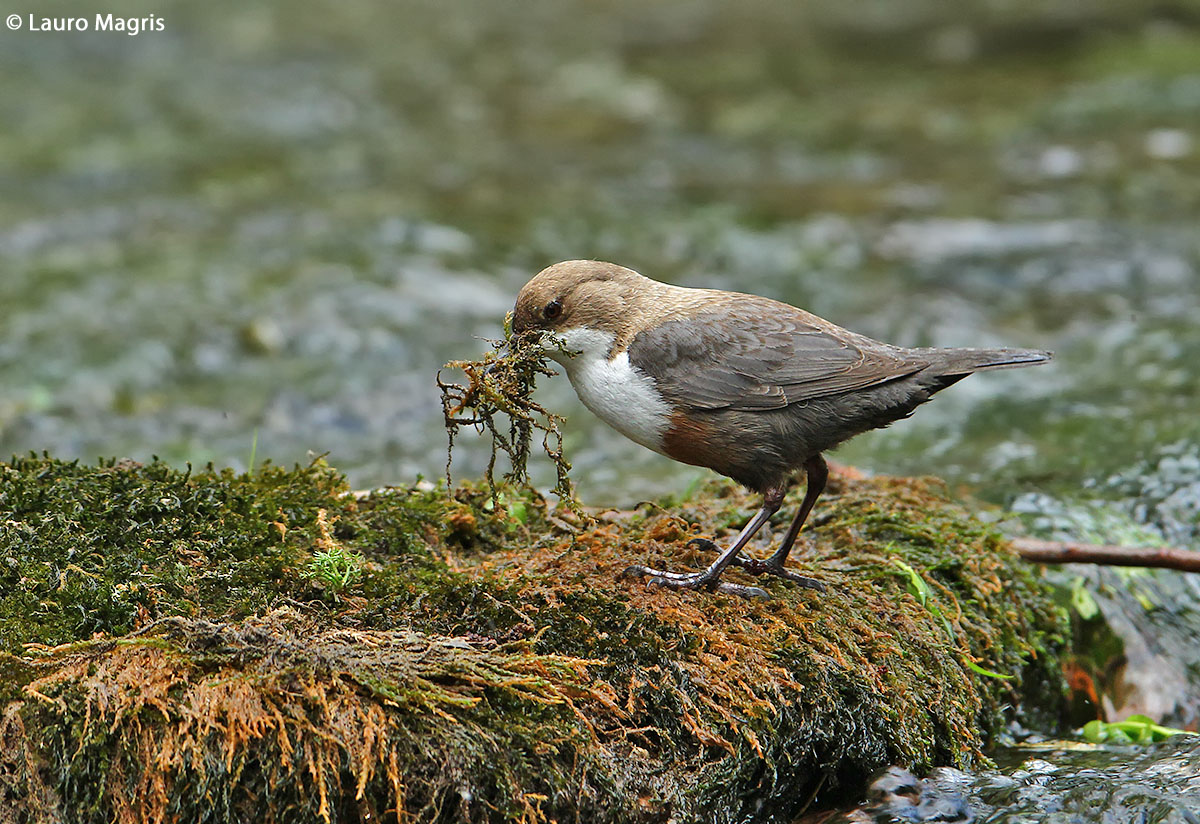 Can not chirp with your mouth full