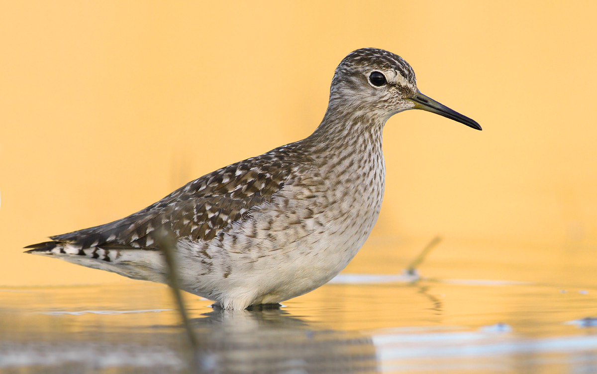 Wood Sandpiper