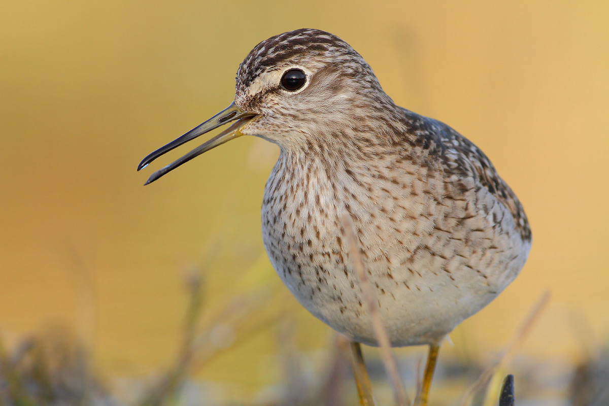 Wood Sandpiper