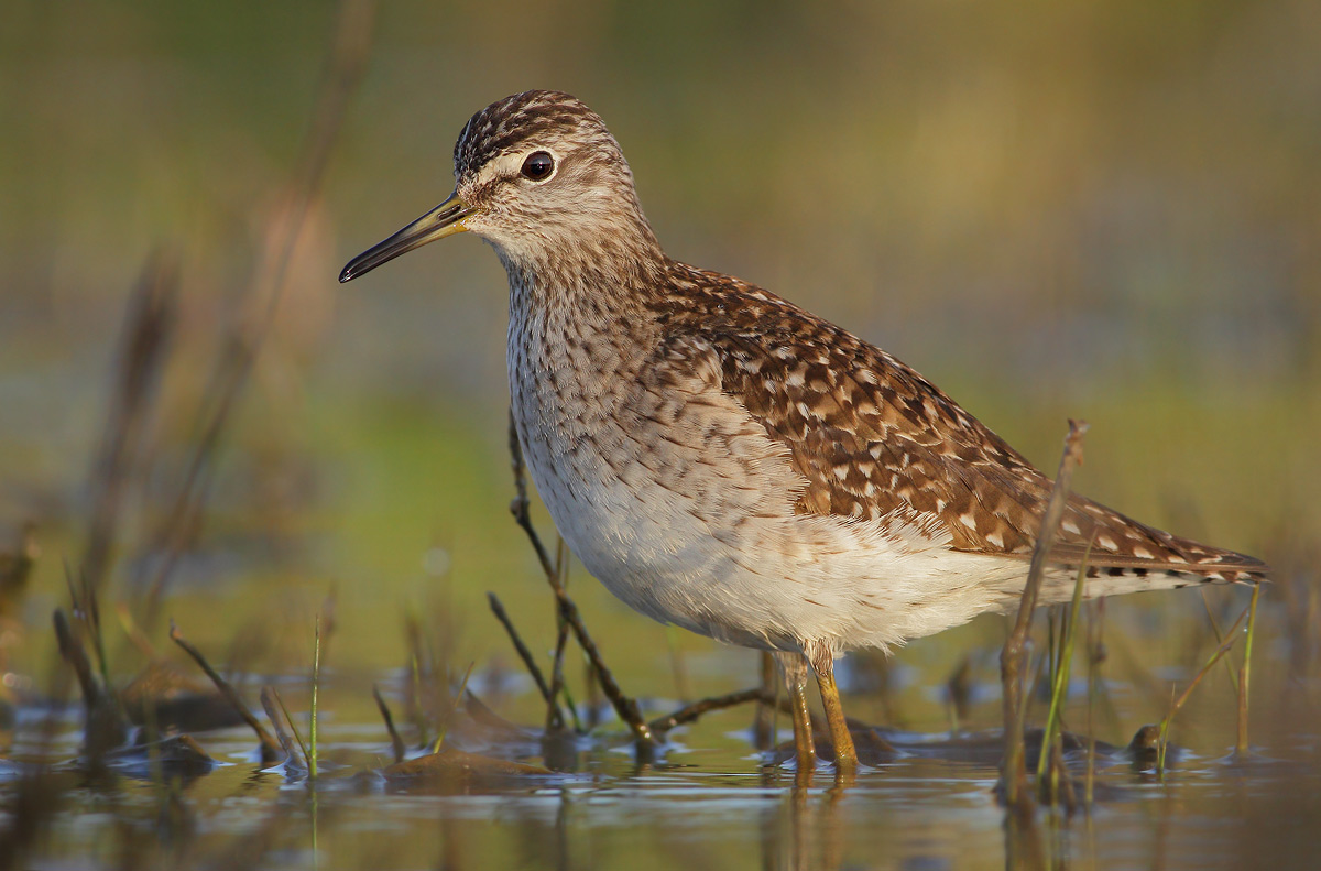 Wood Sandpiper