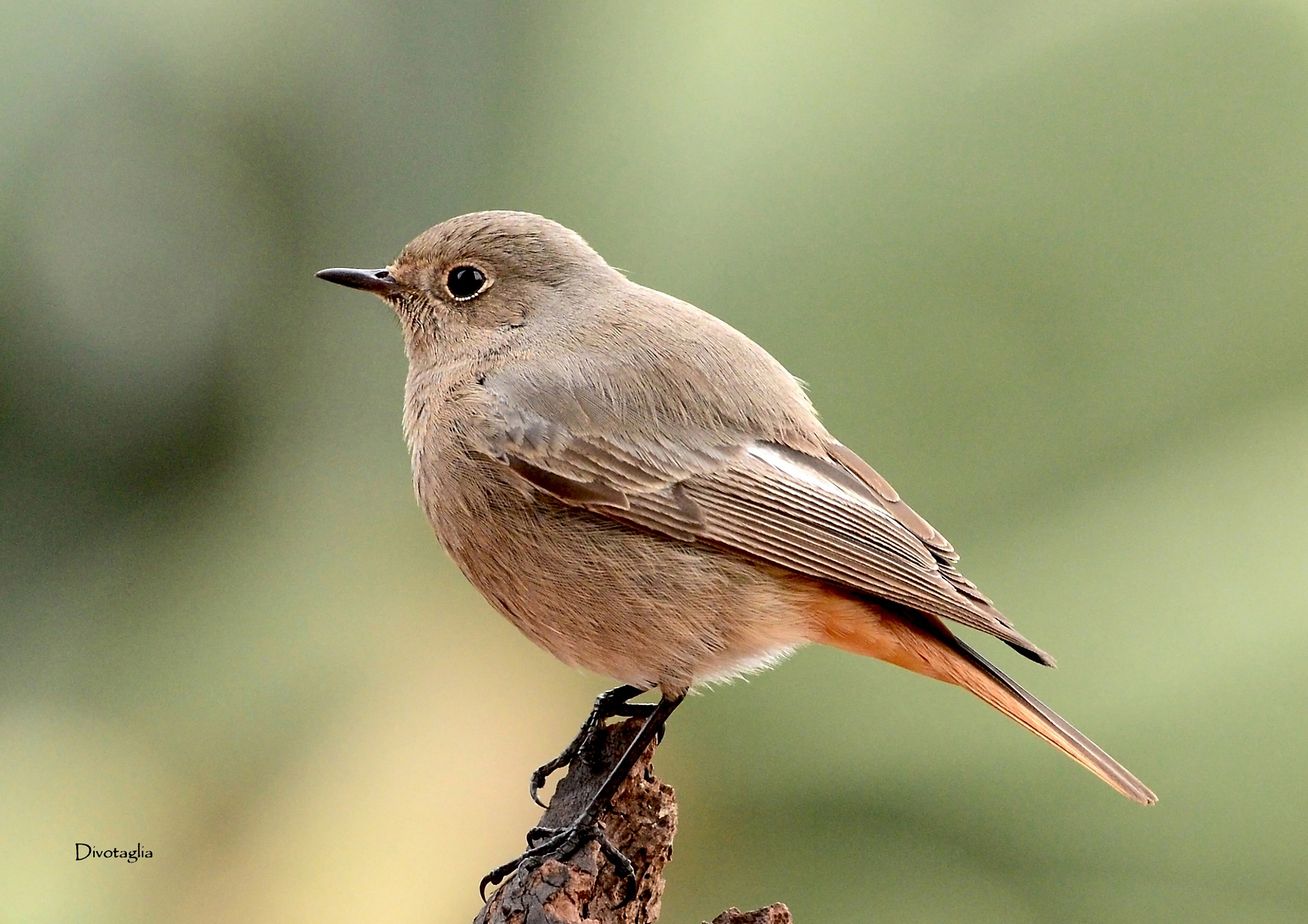 Female black redstart