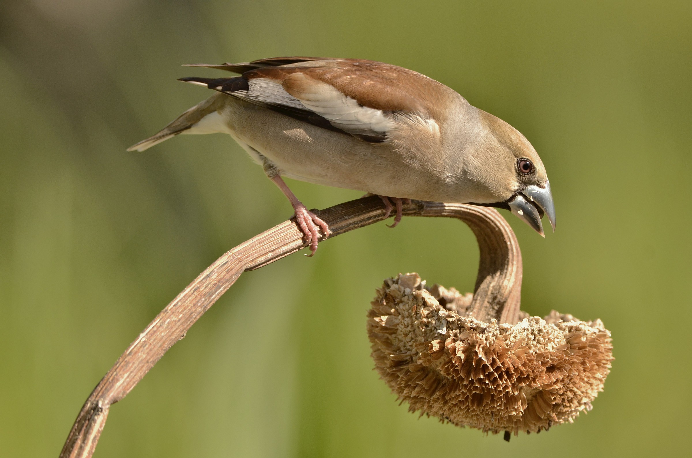 The frosone and sunflower