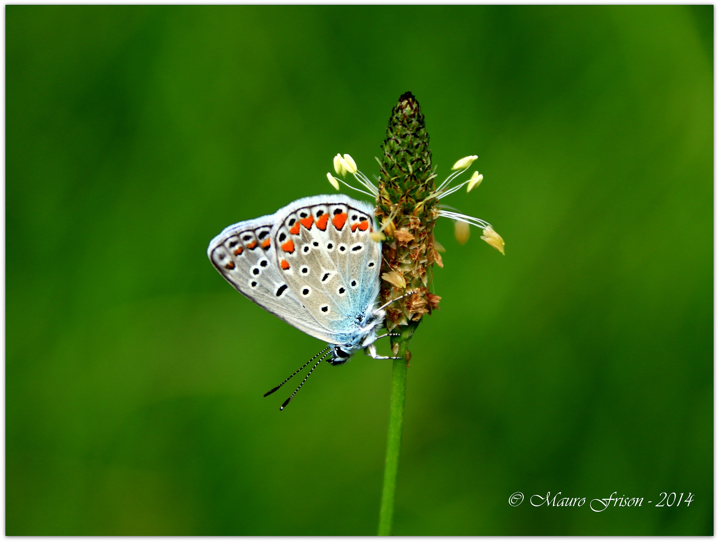 Polyommatus icarus