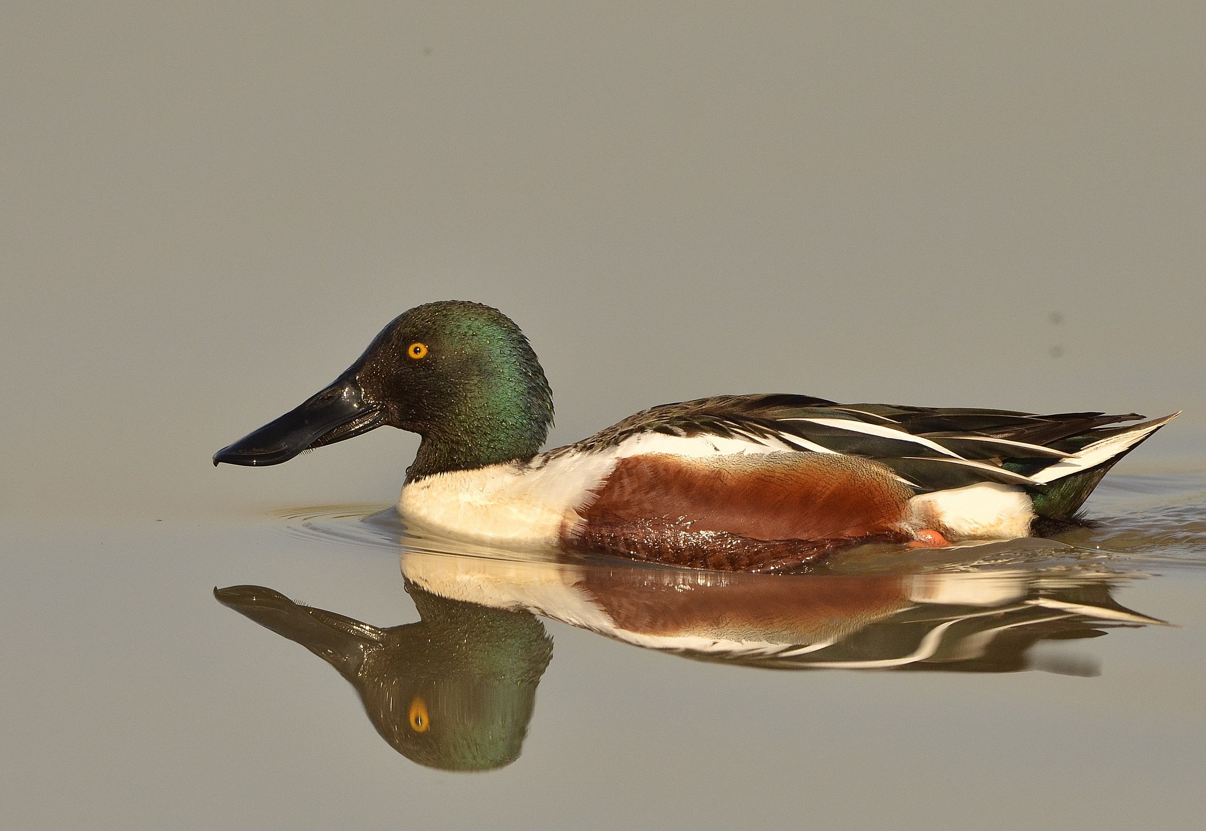 Shoveler