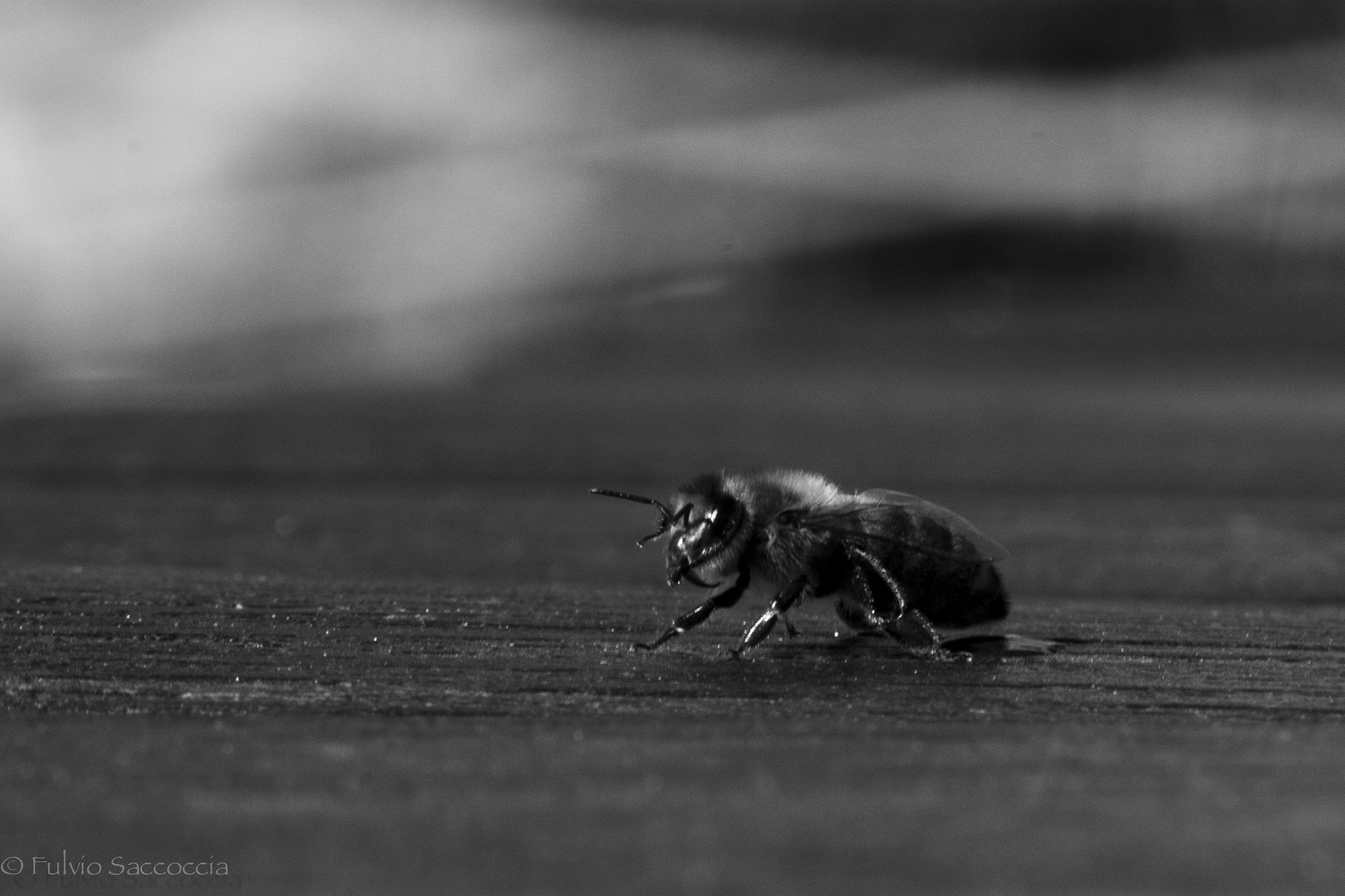 Solitary, on a table in the sun