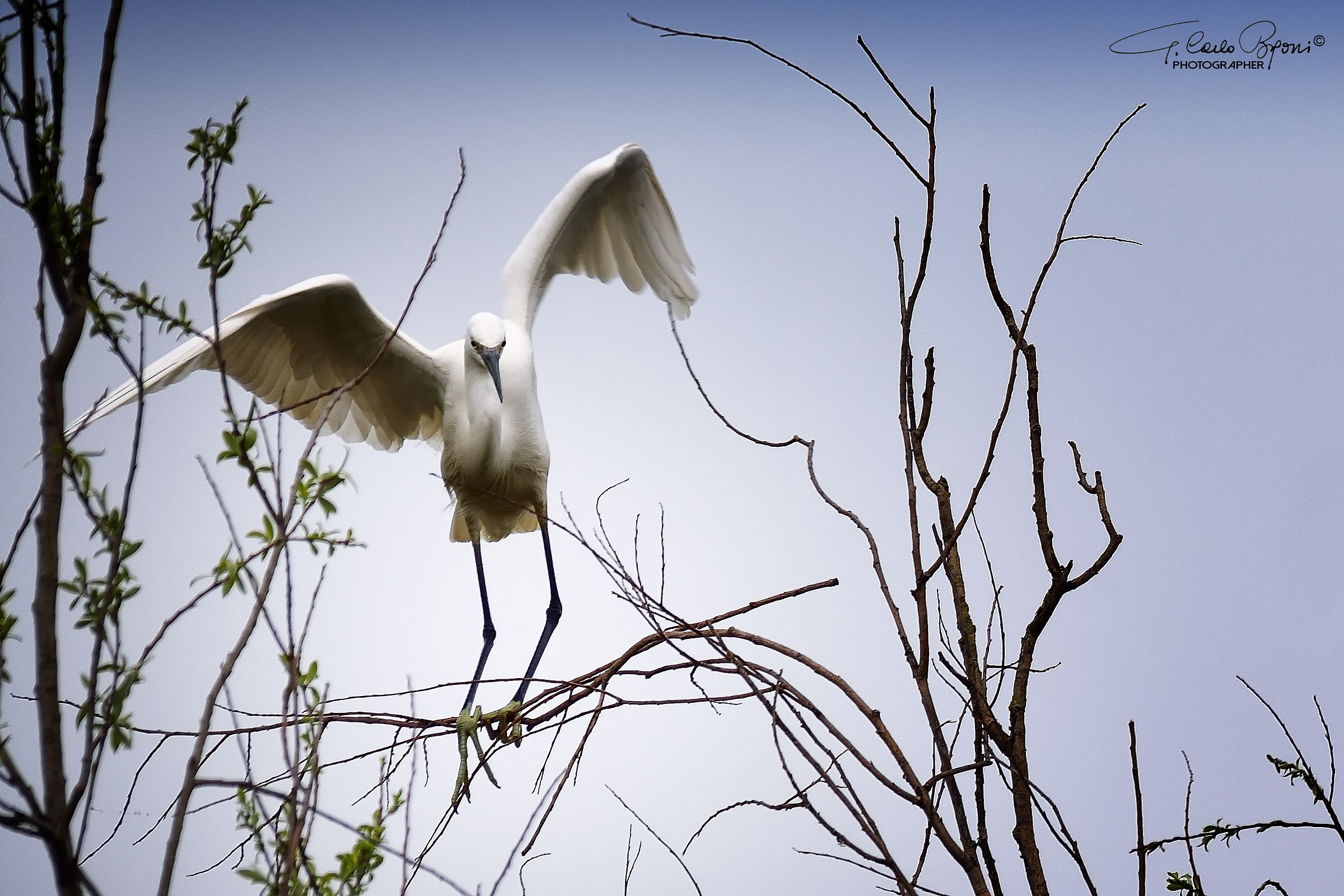 Egret
