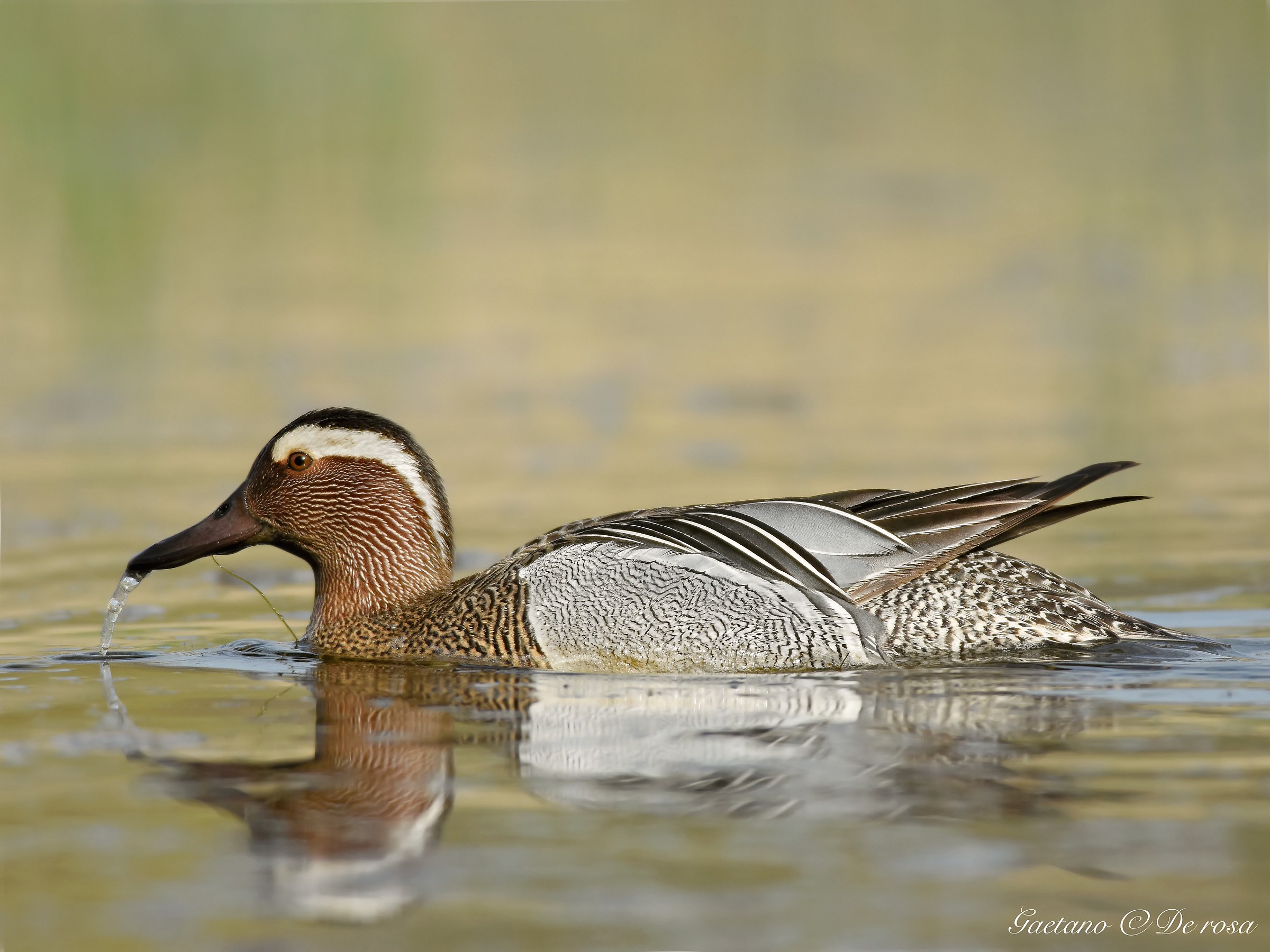 garganey