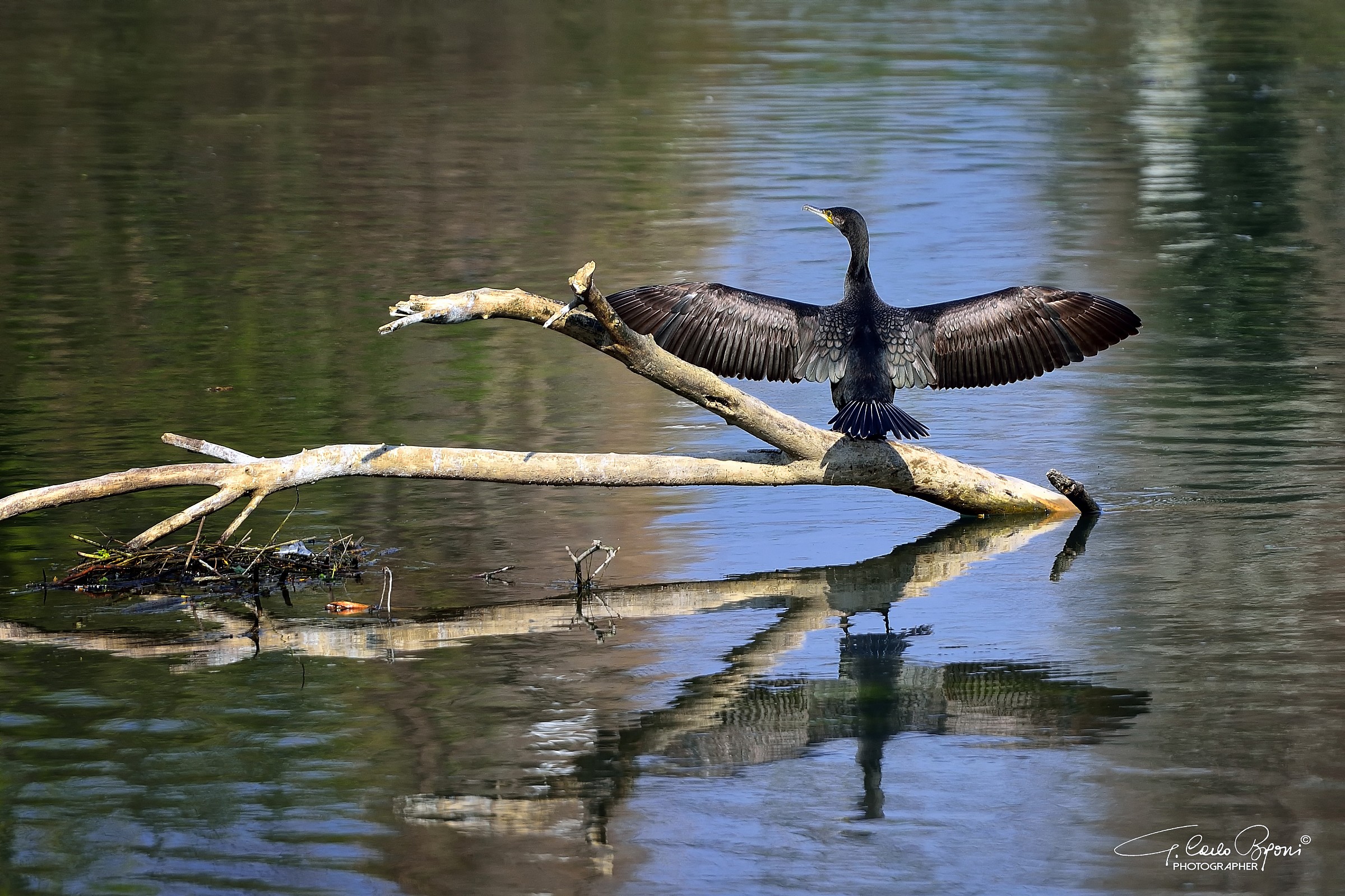 Cormorant