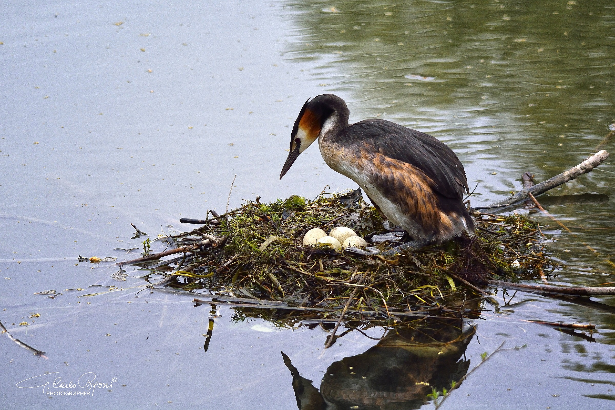 Nest great crested grebe
