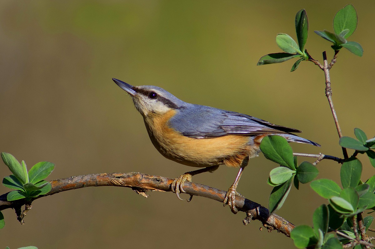 Nuthatch on honeysuckle
