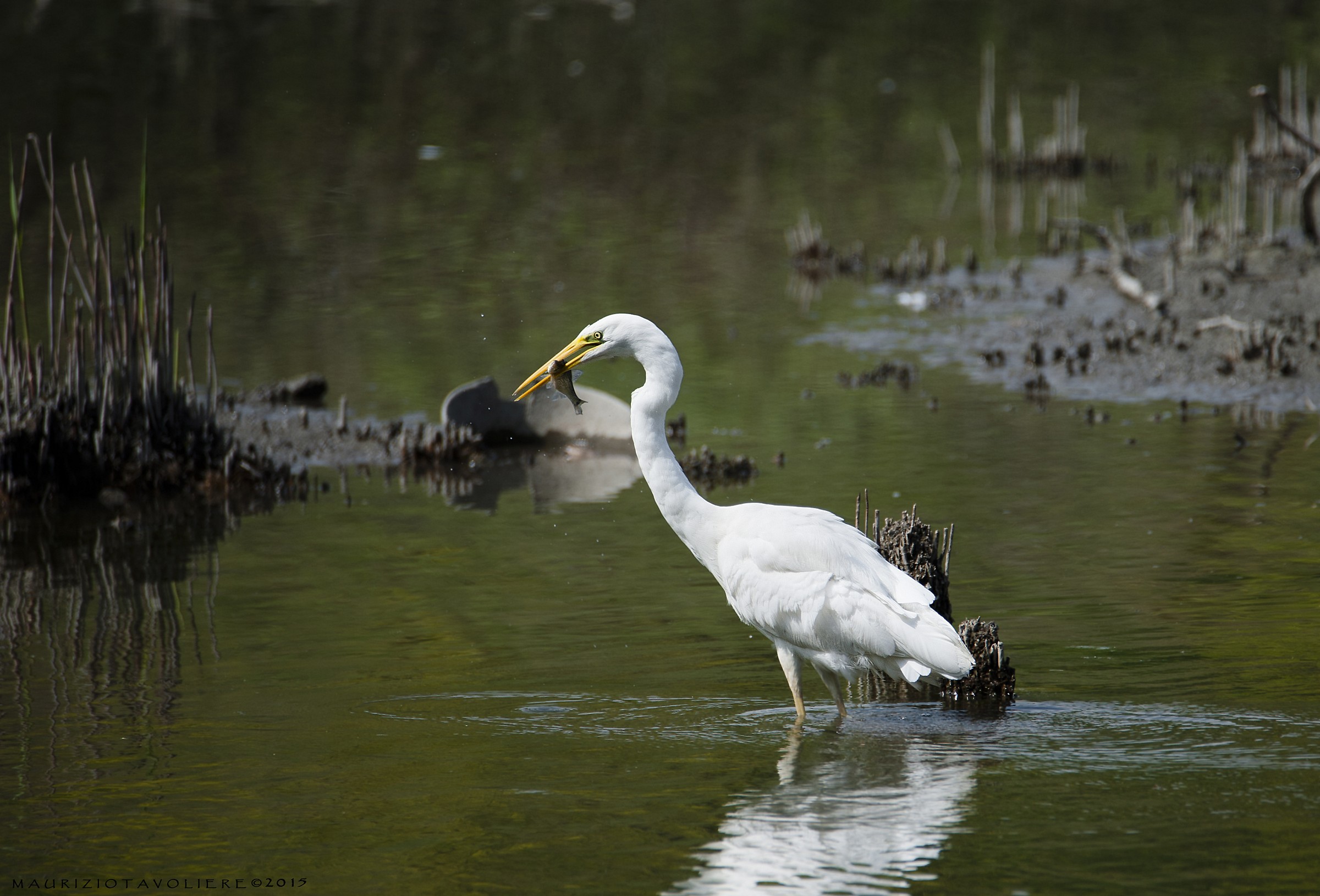 Heron with prey