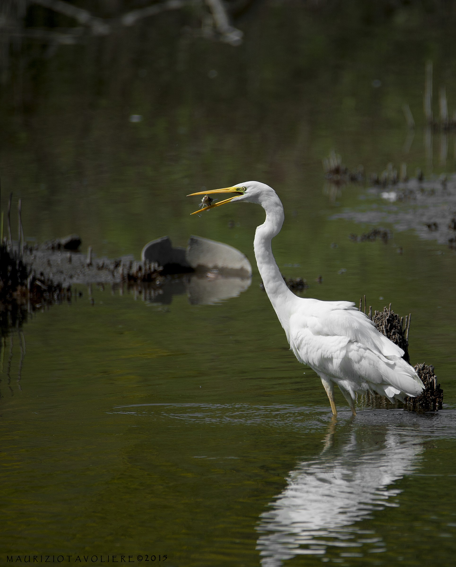 Heron with prey