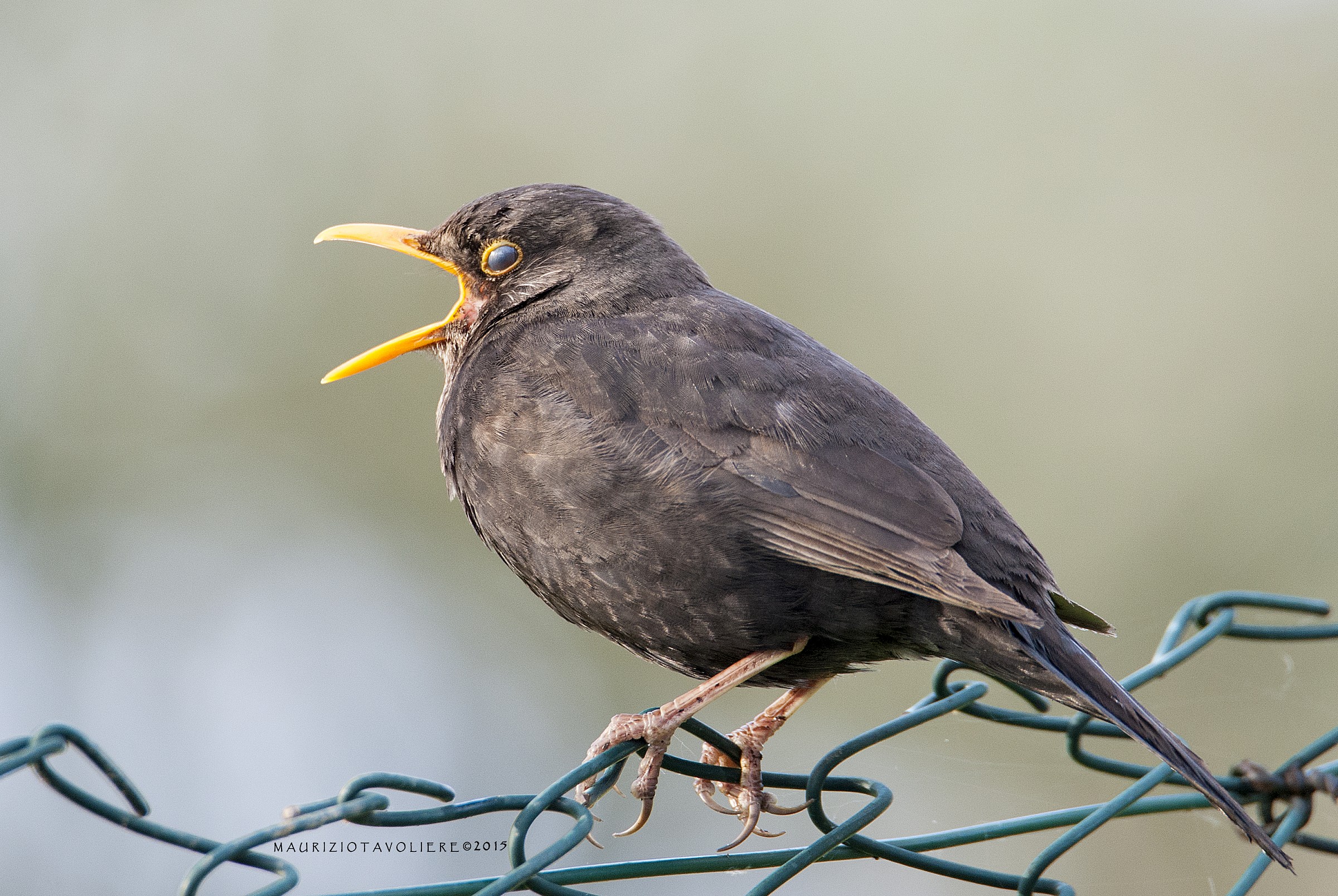 The talking blackbird ..