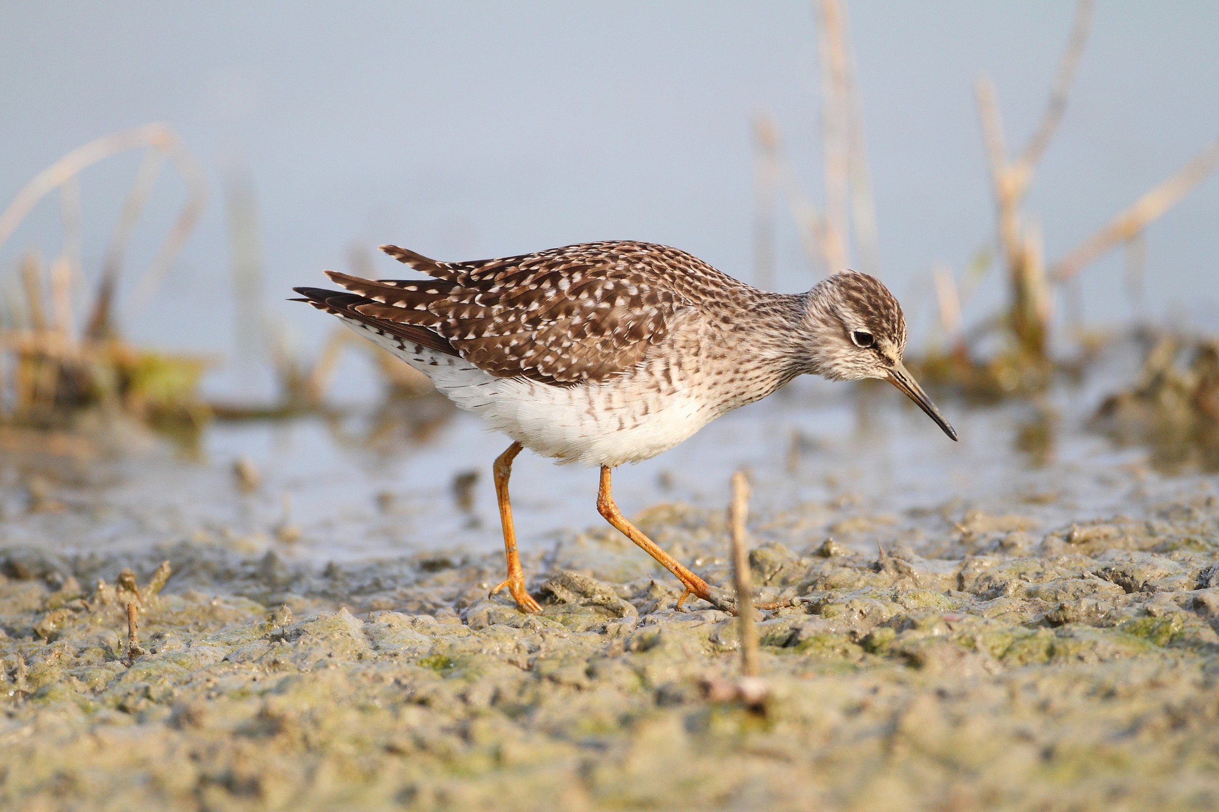 piro piro boschereccio