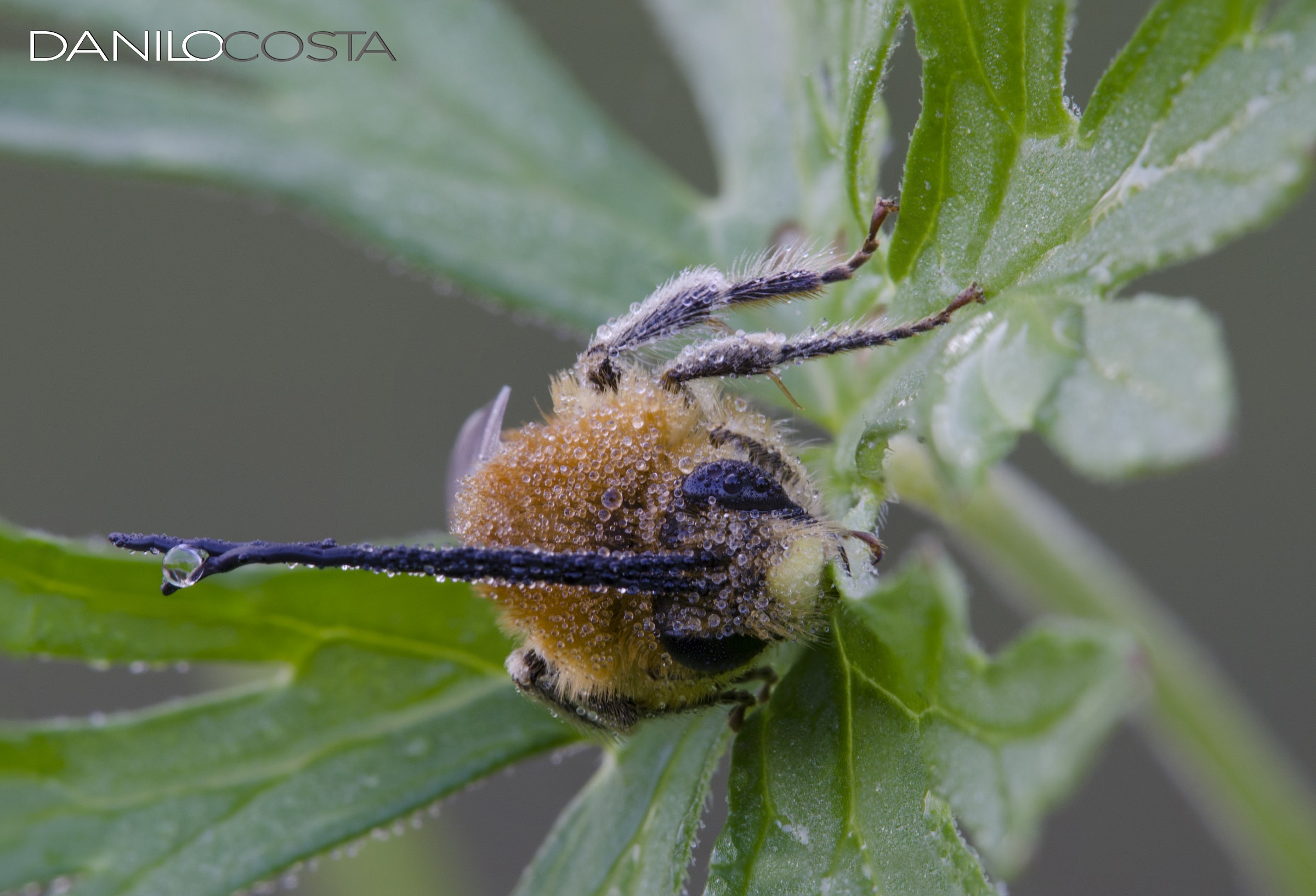 Solo gocce di rugiada...