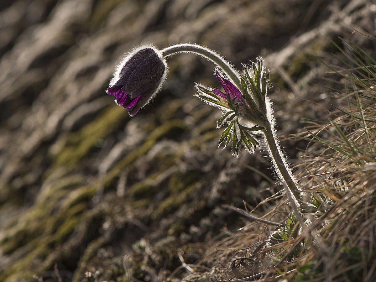 Pulsatilla Vulgaris 3