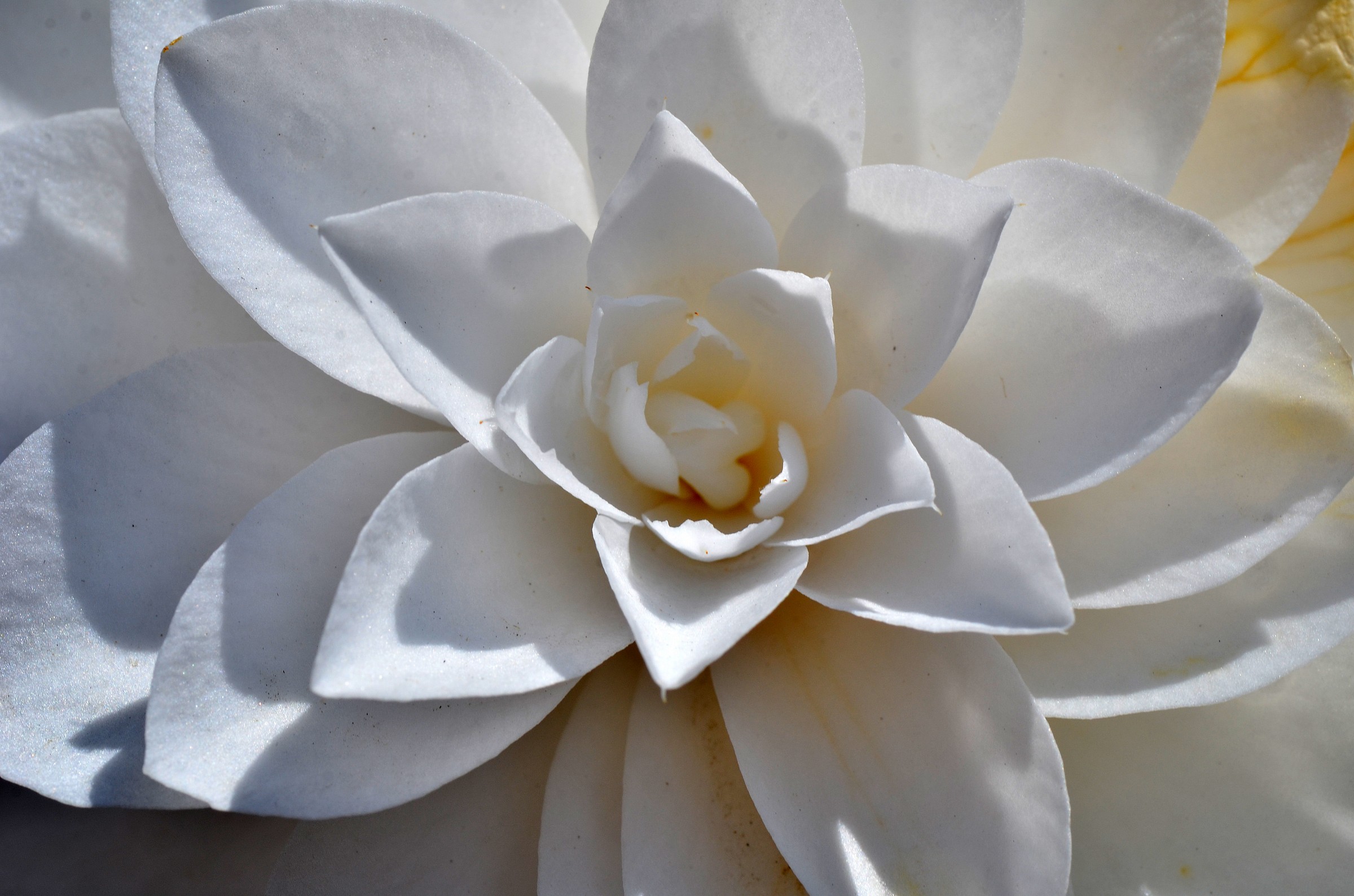 Gardenia