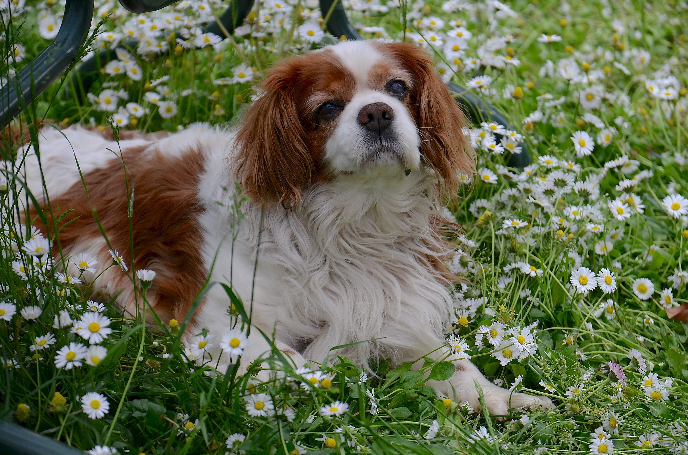 Daisies and Totti