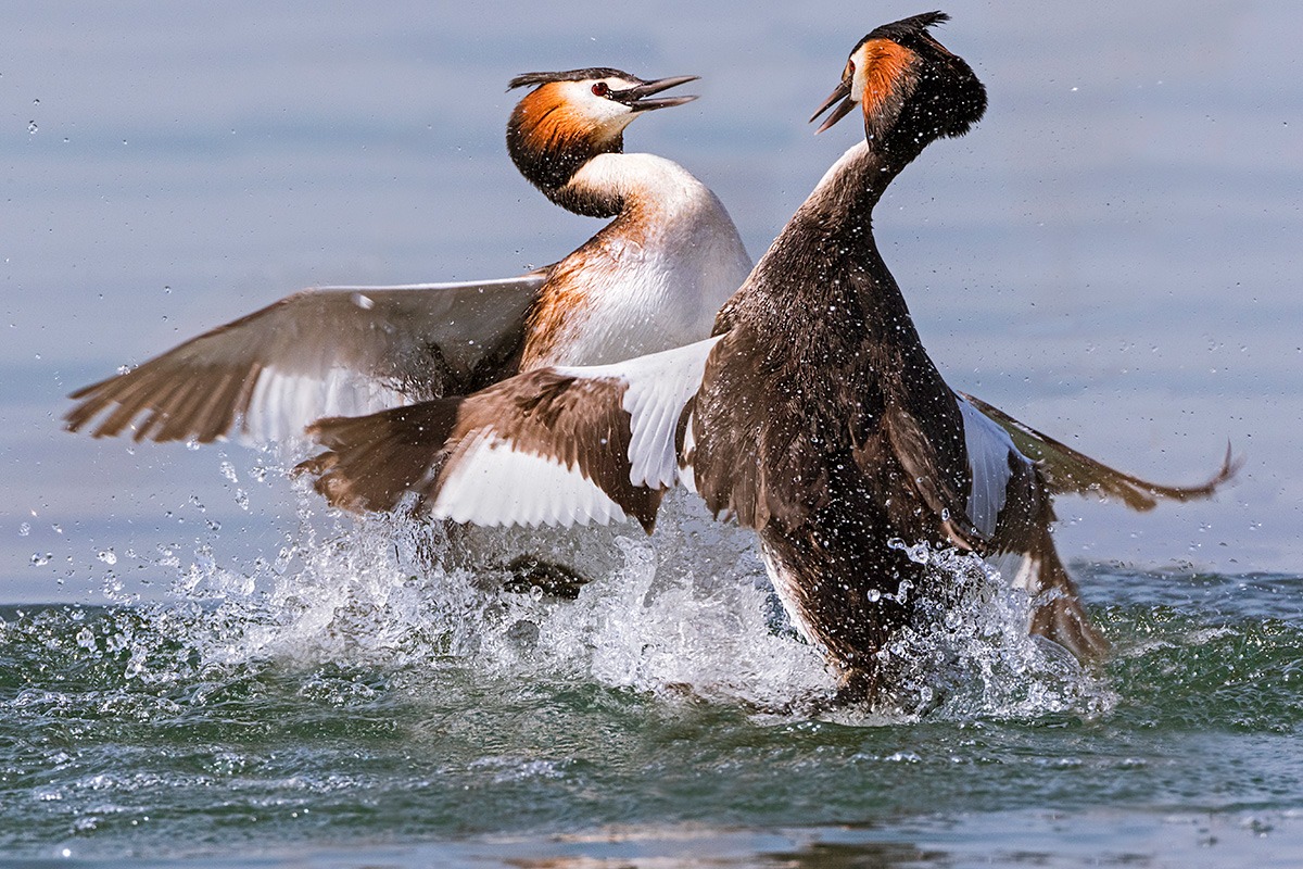 Battaglia fra svassi..