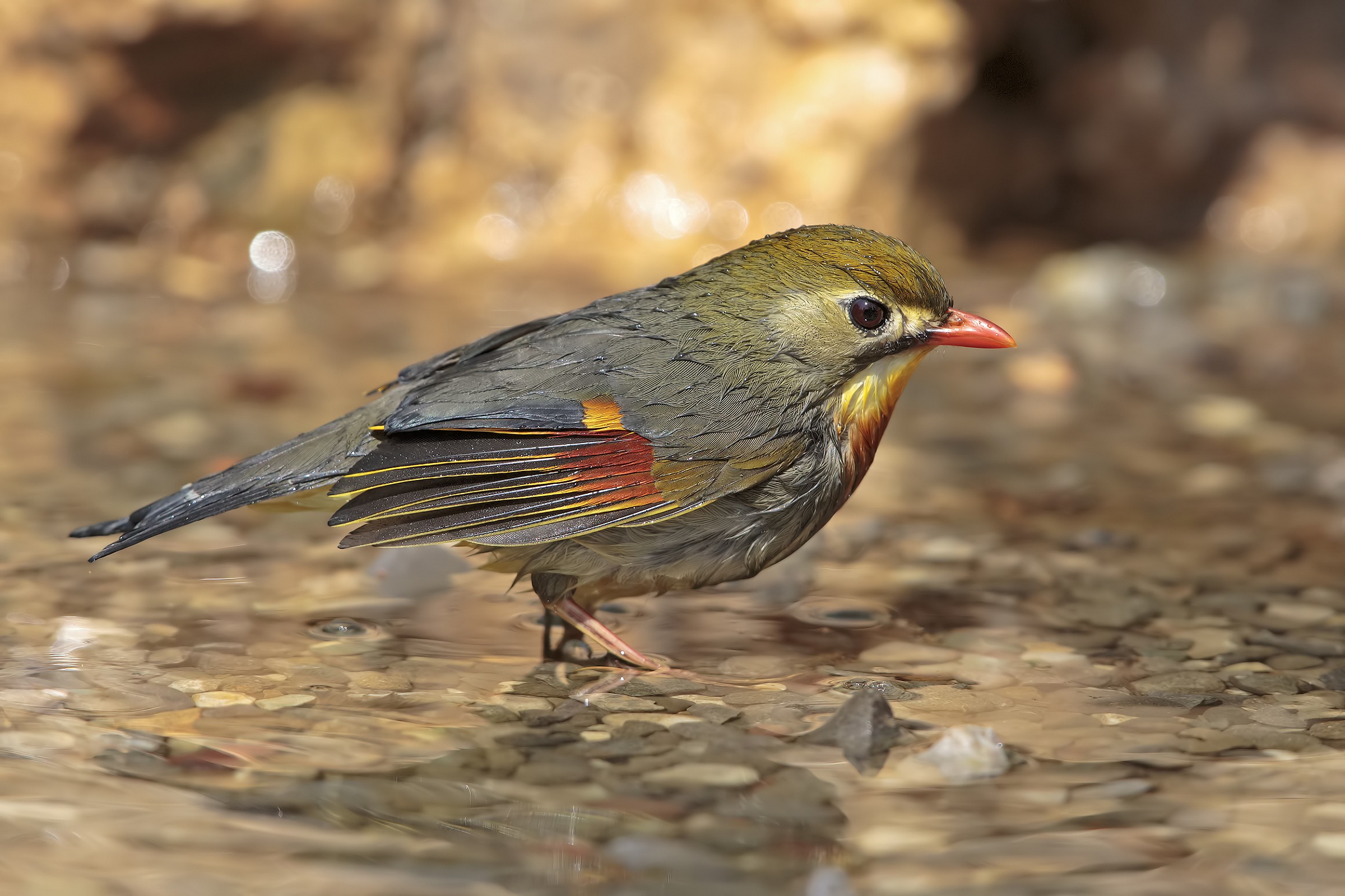 Usignolo del Giappone