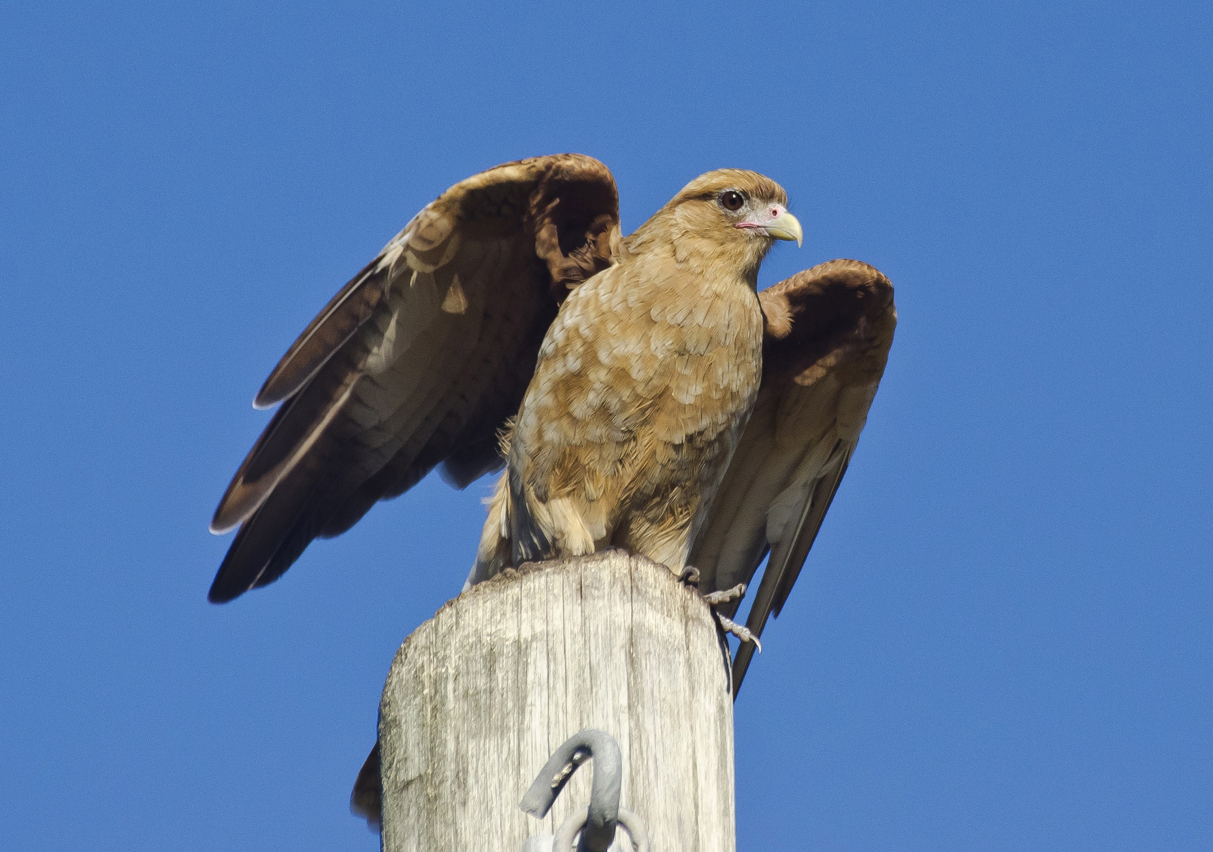 Chimango caracara